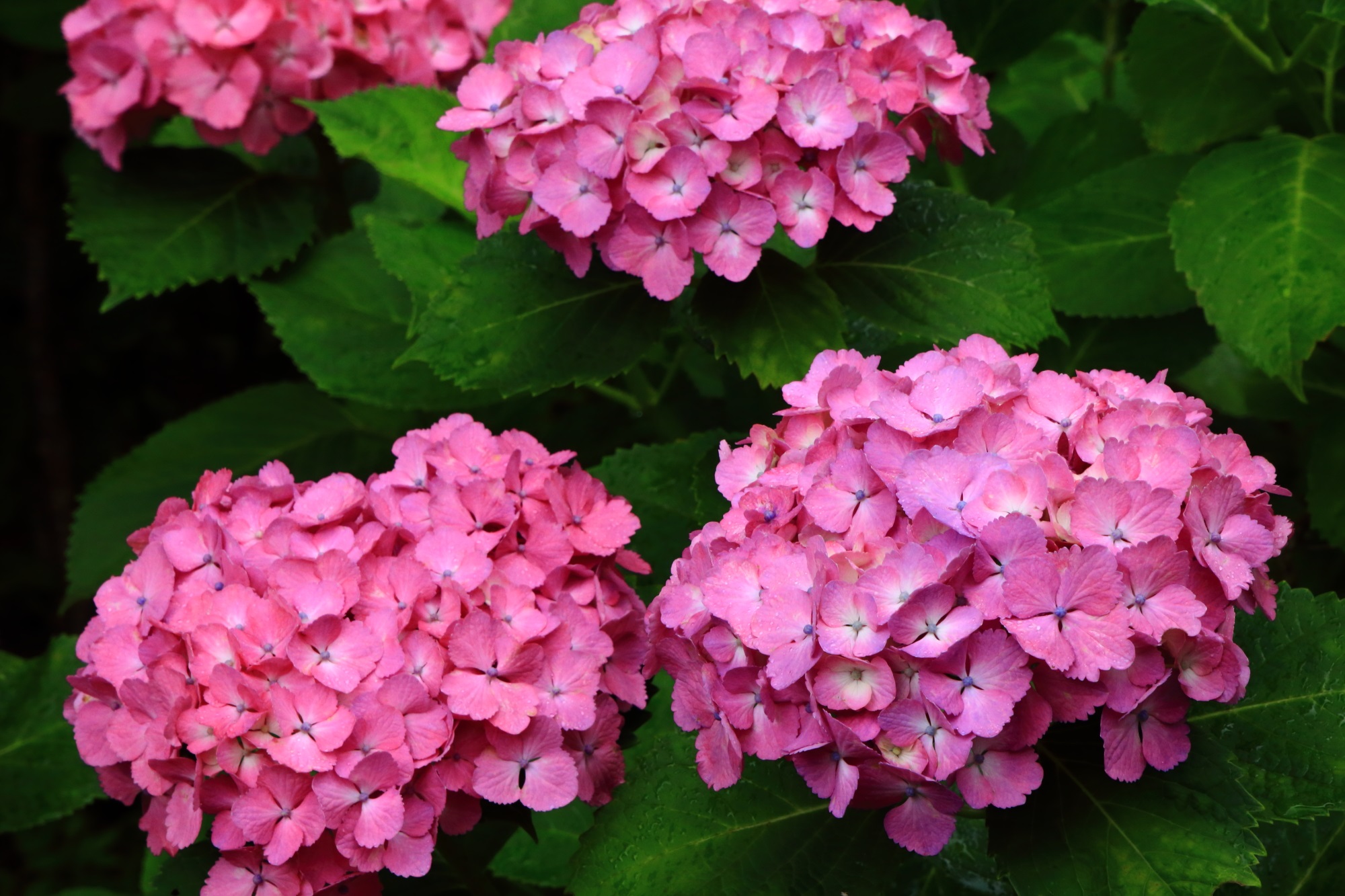 善峯寺の鮮やかなピンクのオーソドックスな紫陽花