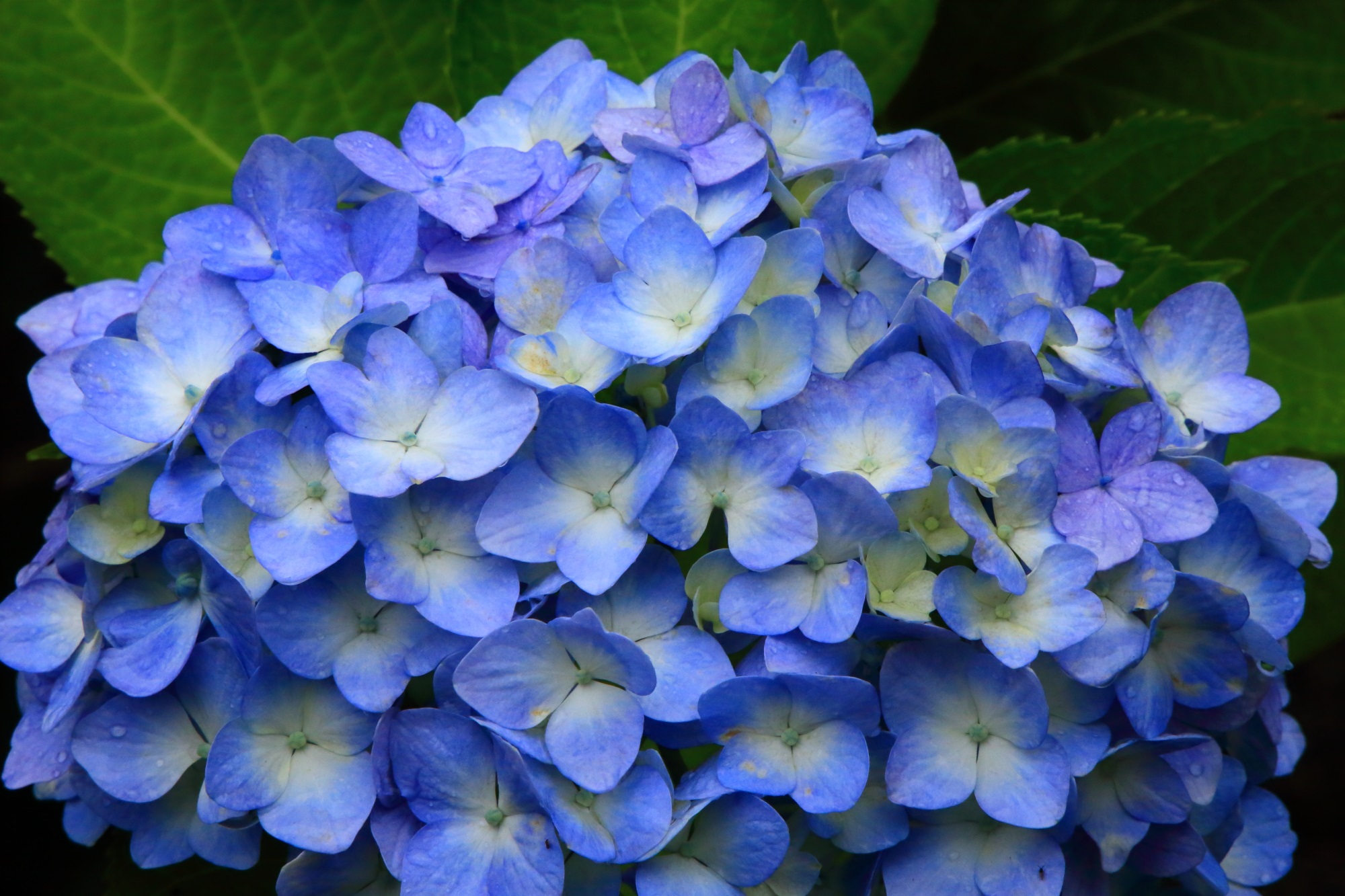 善峯寺の素晴らしい紫陽花と初夏の彩り