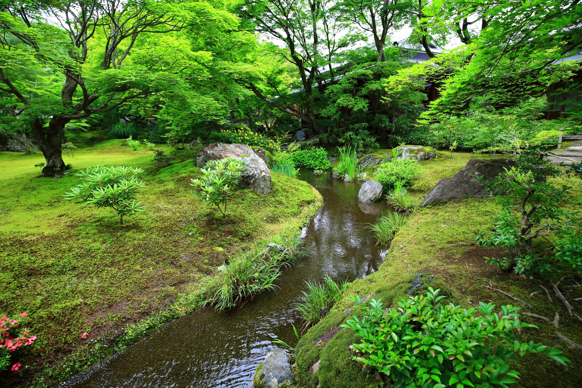 京都宝厳院の鮮やかは新緑と書院