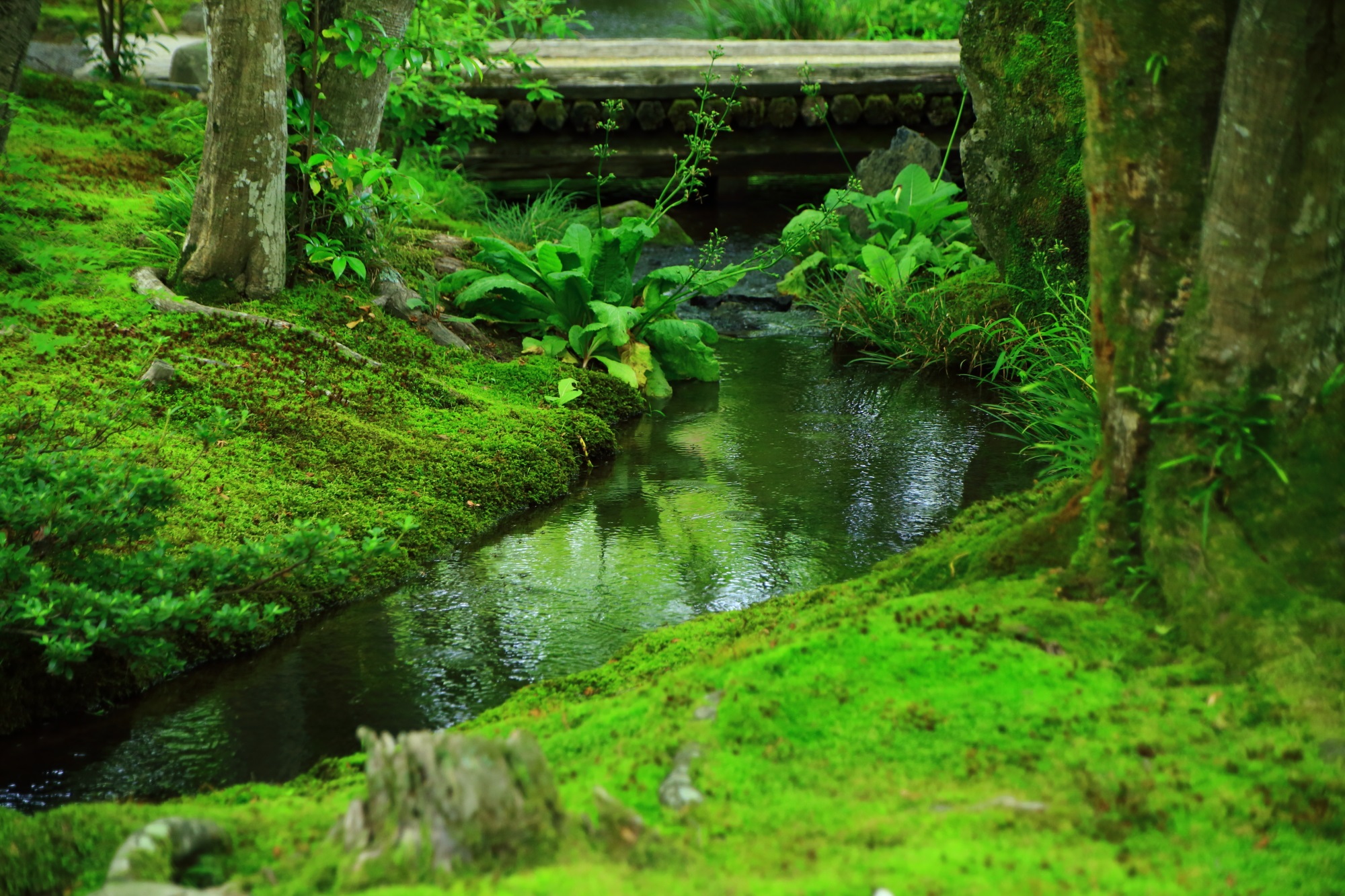 宝厳院の綺麗な小川と苔