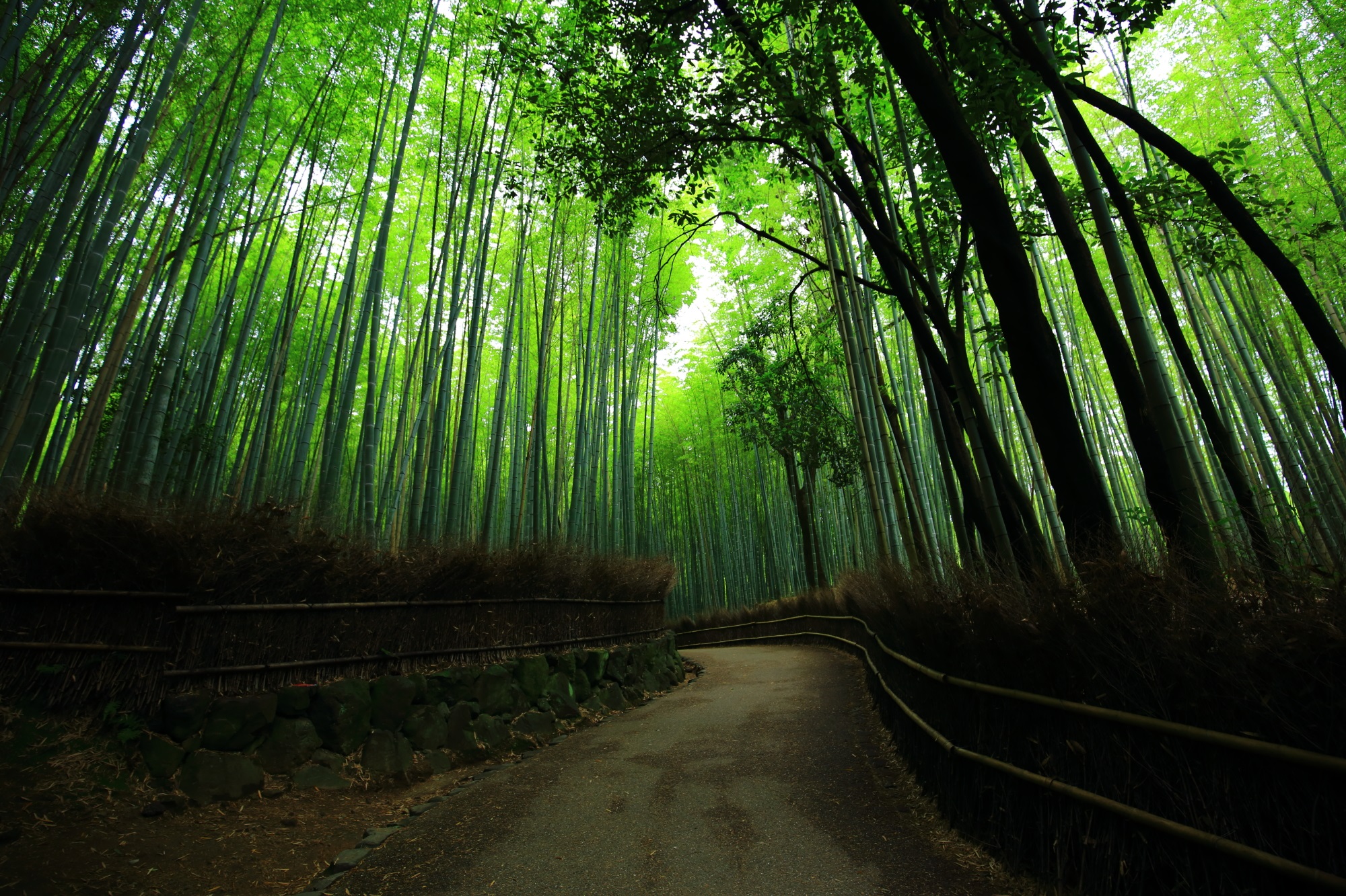 京都嵯峨野の素晴らしい竹林の道