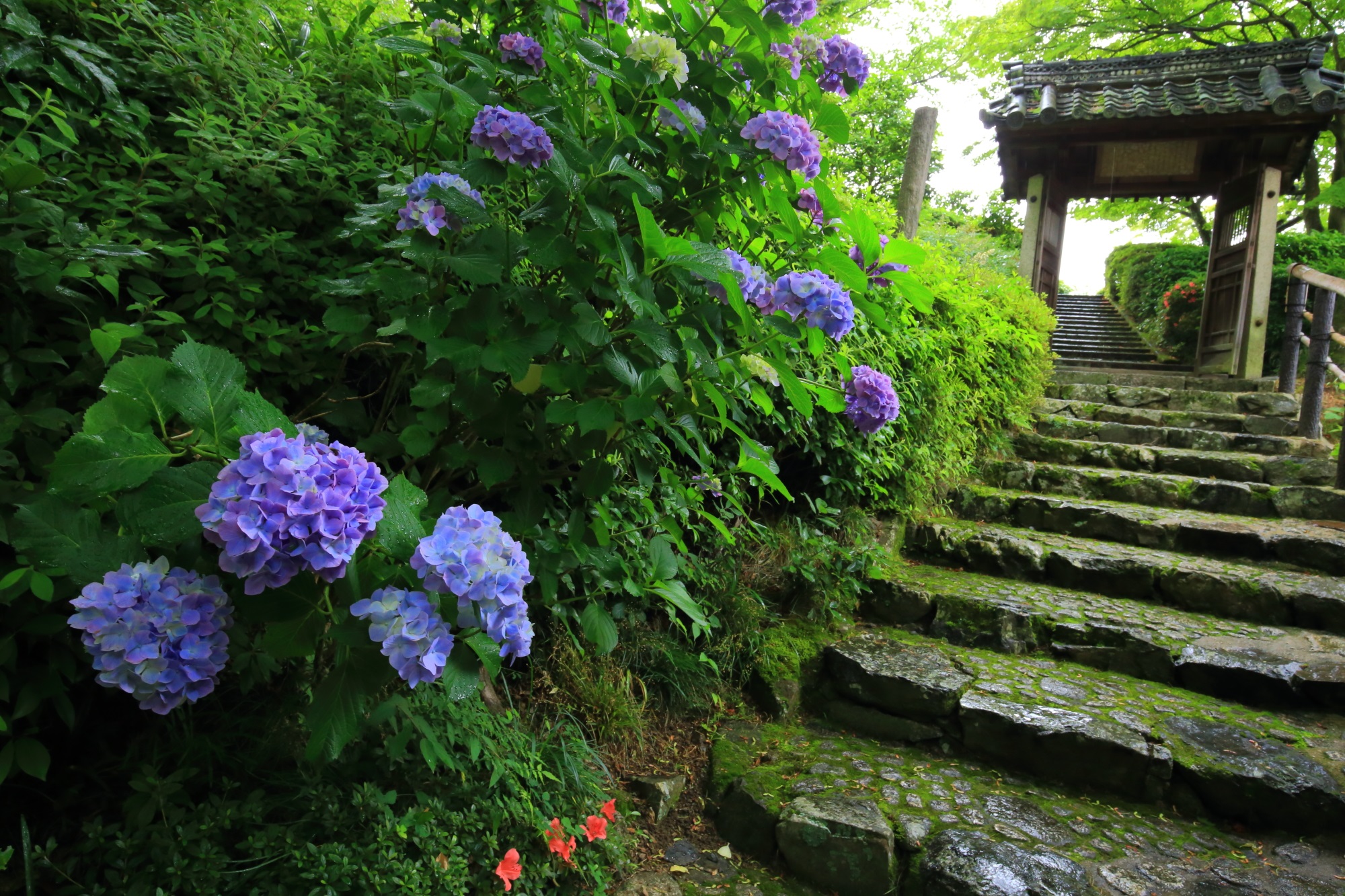 善峯寺の桂昌院廟前の風情ある石段を彩る紫陽花