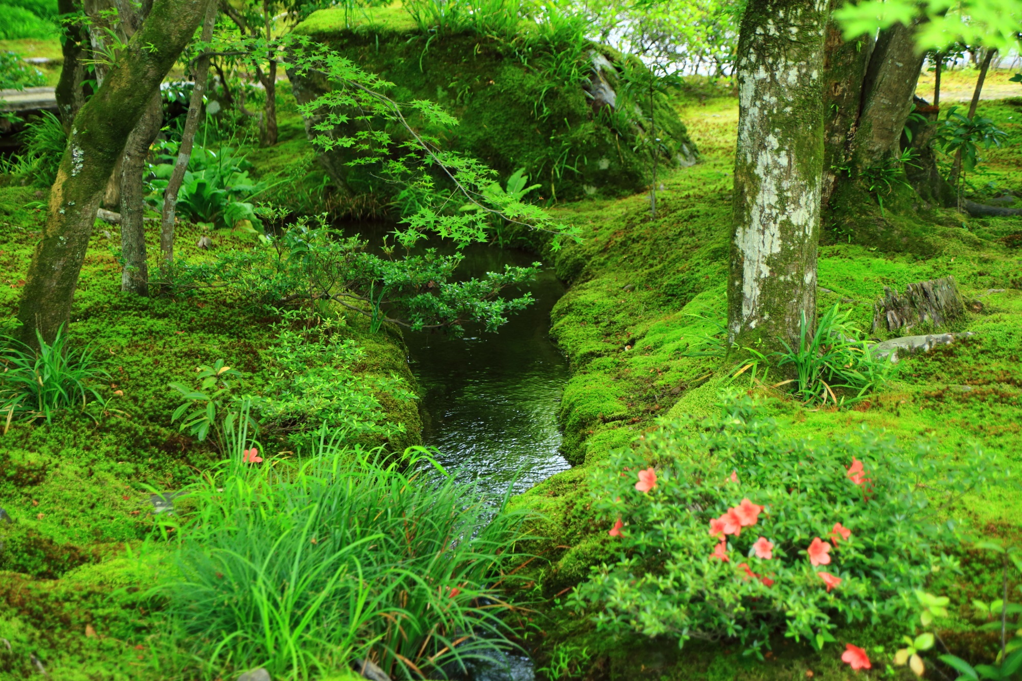 宝厳院の獅子吼の庭の綺麗な苔と小川