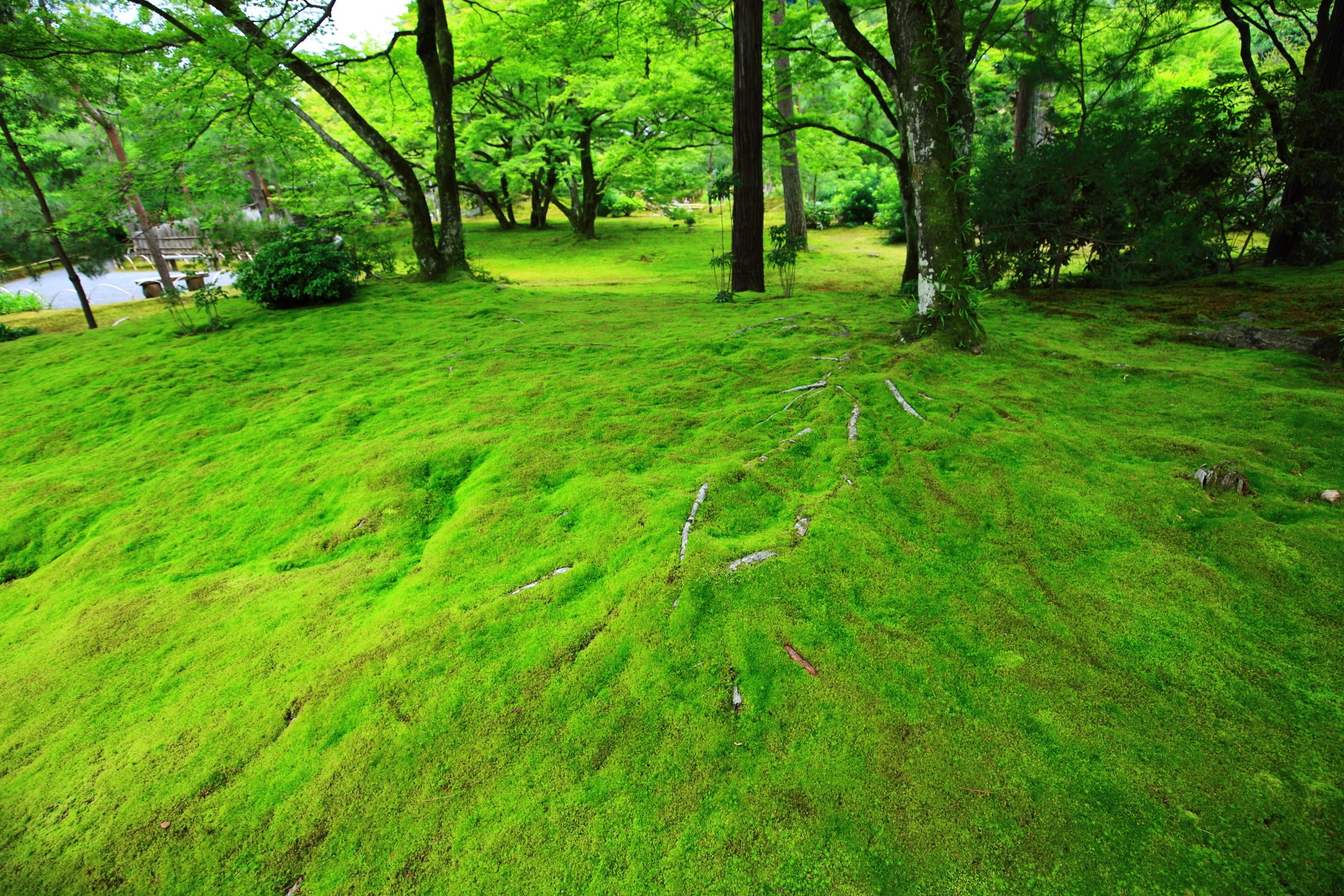 宝厳院（ほうごんいん）の鮮やかな緑の苔