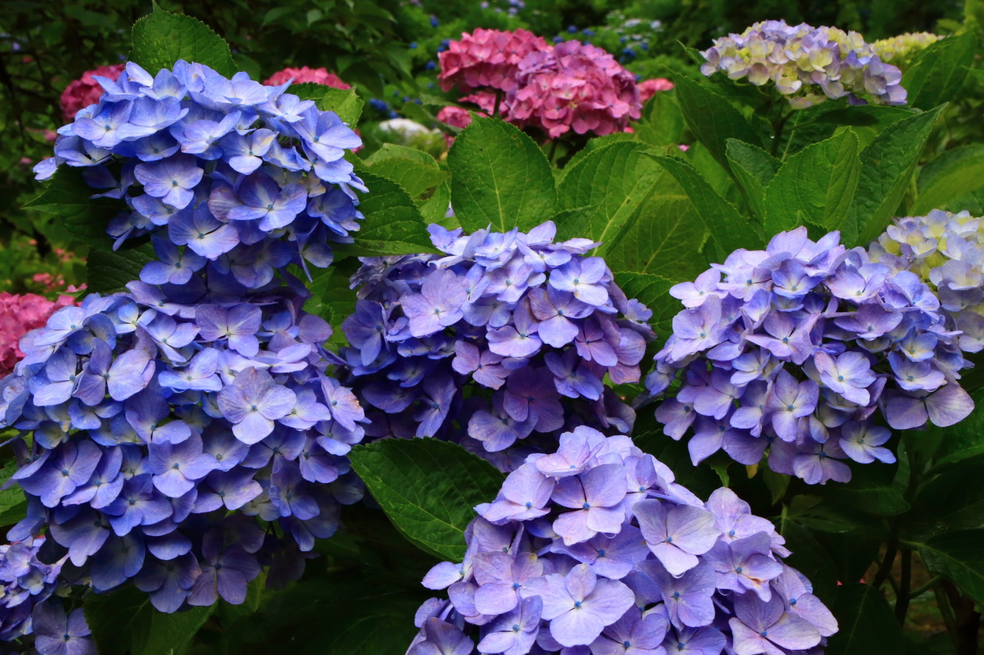 善峯寺の咲き誇る薄い紫色の華やかな紫陽花