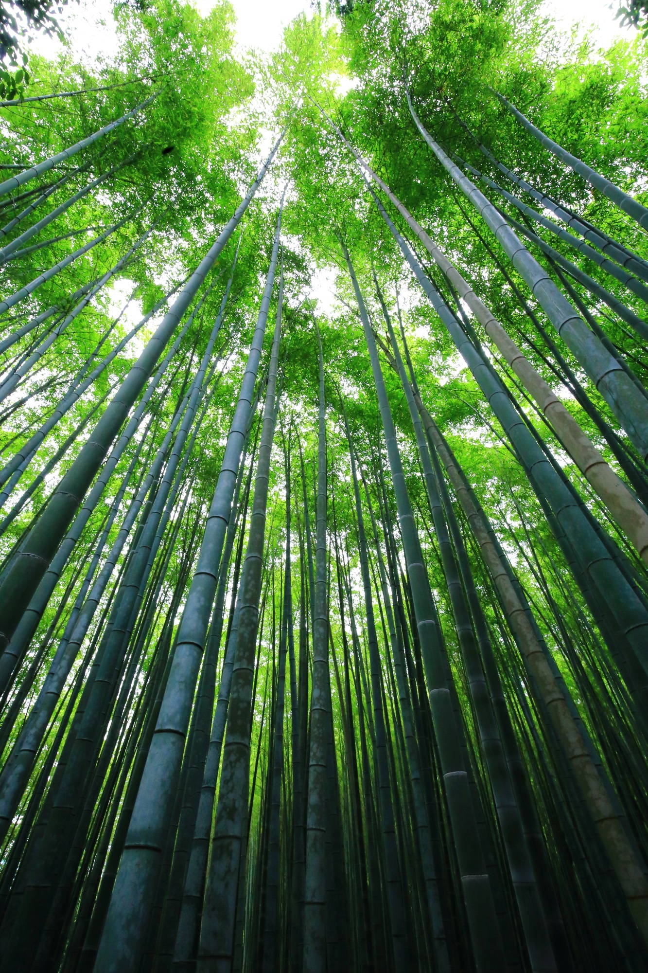 嵯峨野のどこまでも伸びていきそうな綺麗な竹