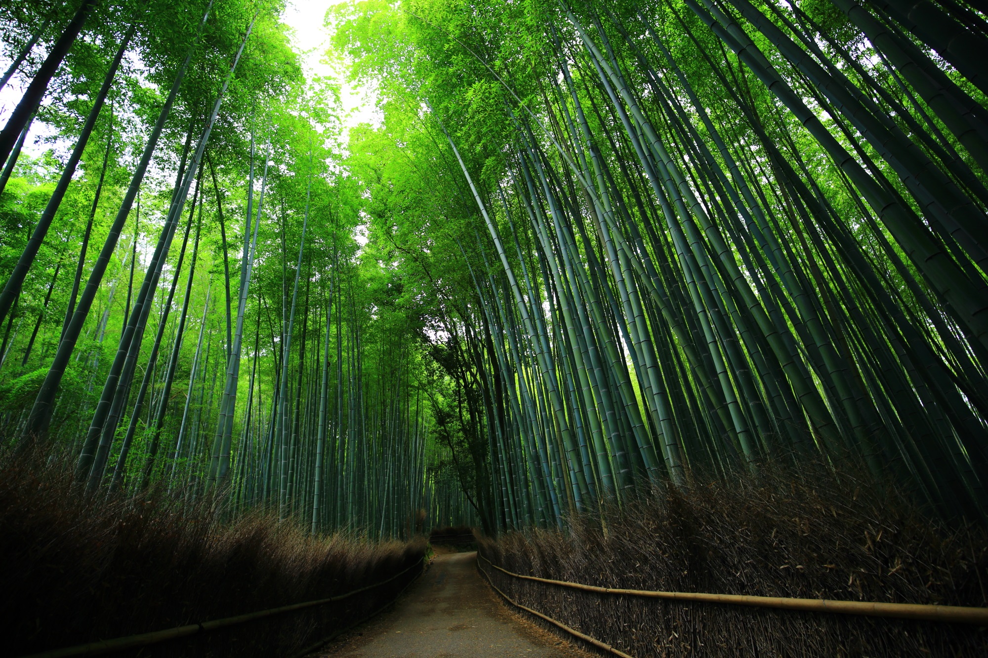 嵯峨野の美しい竹林の道