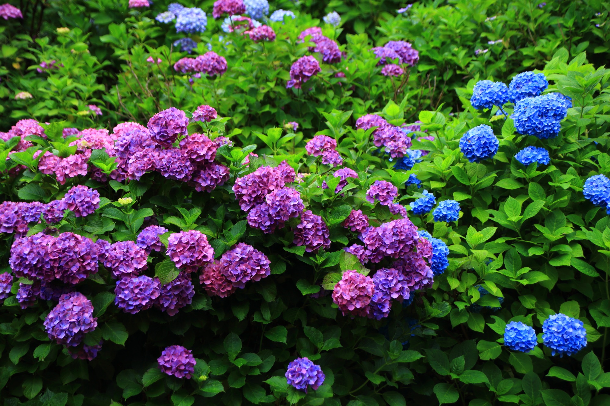 艶やかな雰囲気の漂う紫と青の紫陽花