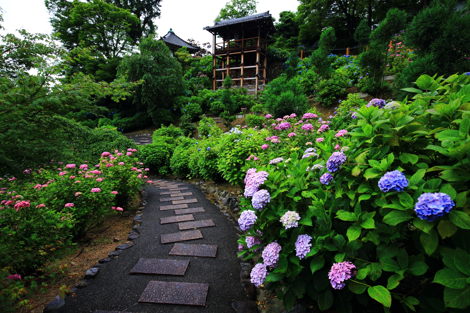 善峯寺の紫陽花につつまれる幸福地蔵