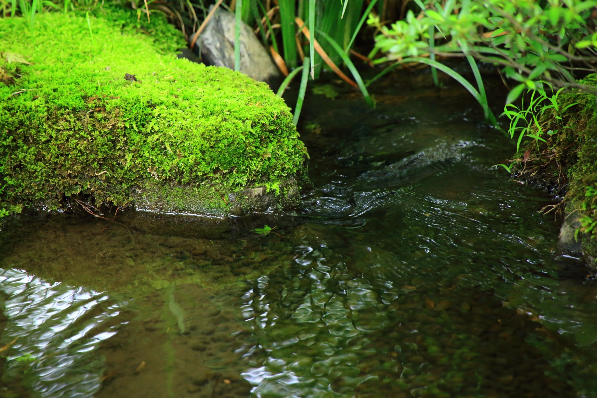 宝厳院の獅子吼の庭の小川と見事な苔