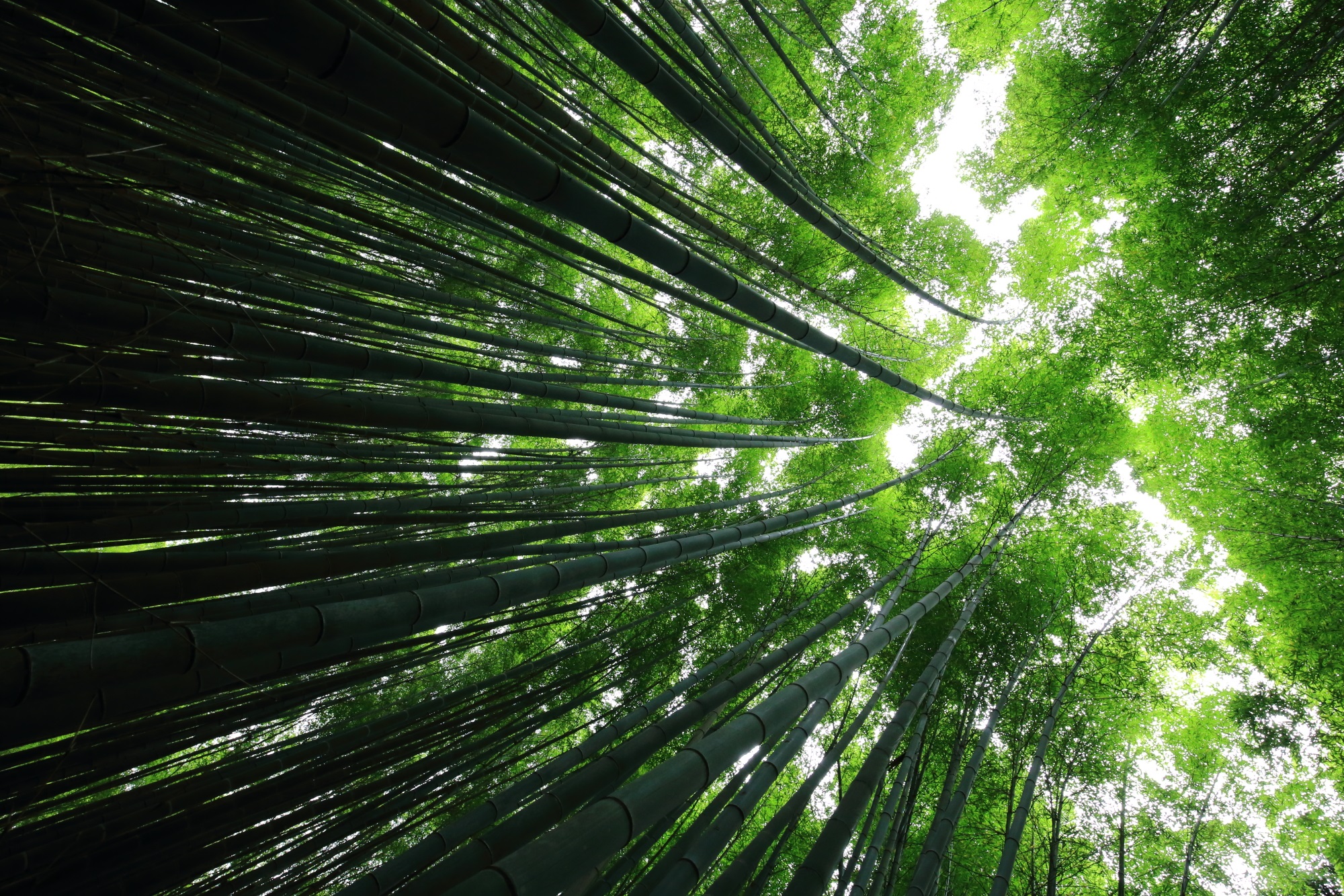竹の合間から見える空と見事な竹
