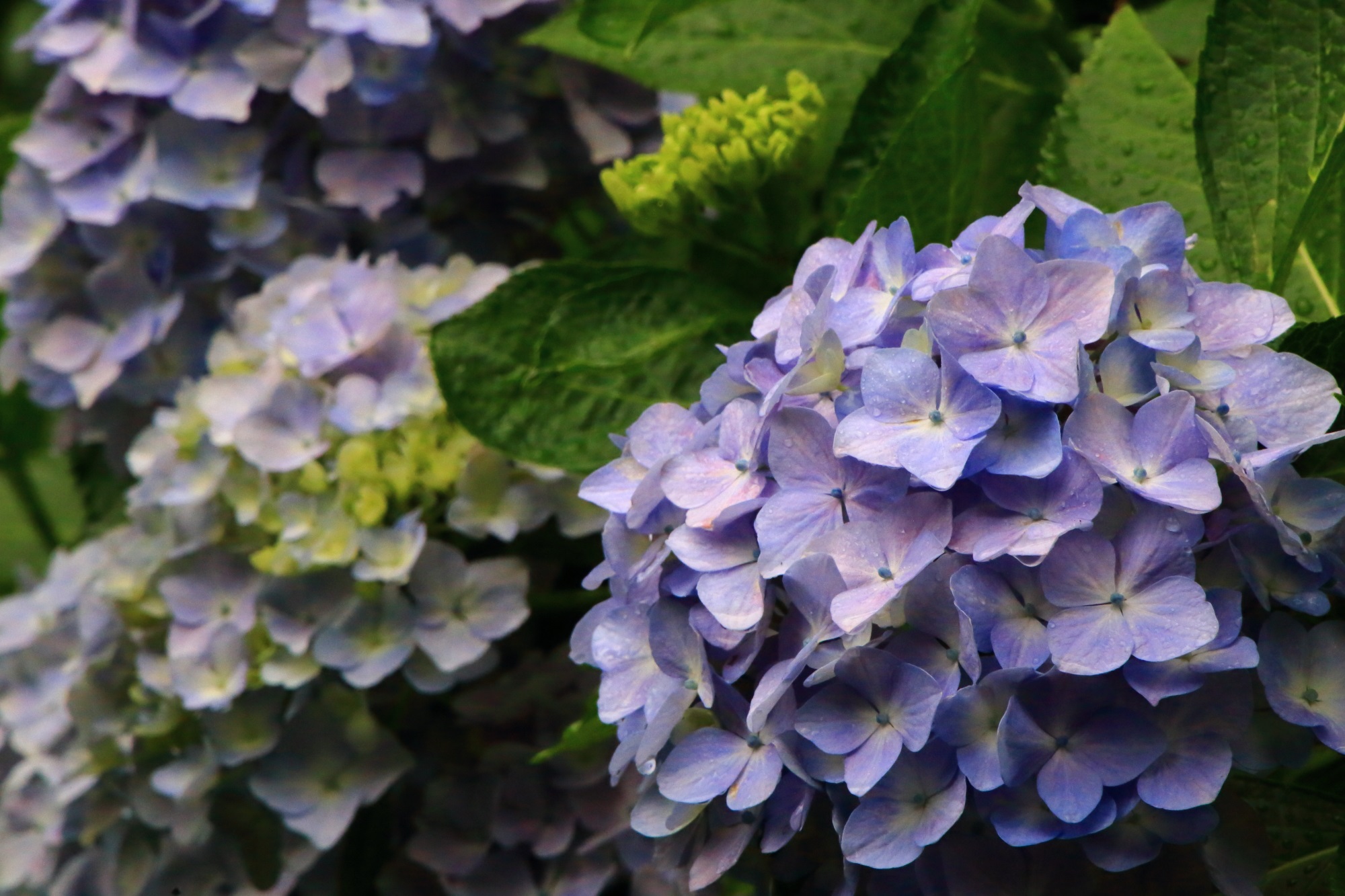善峯寺のほのかな薄紫色の優しげな紫陽花