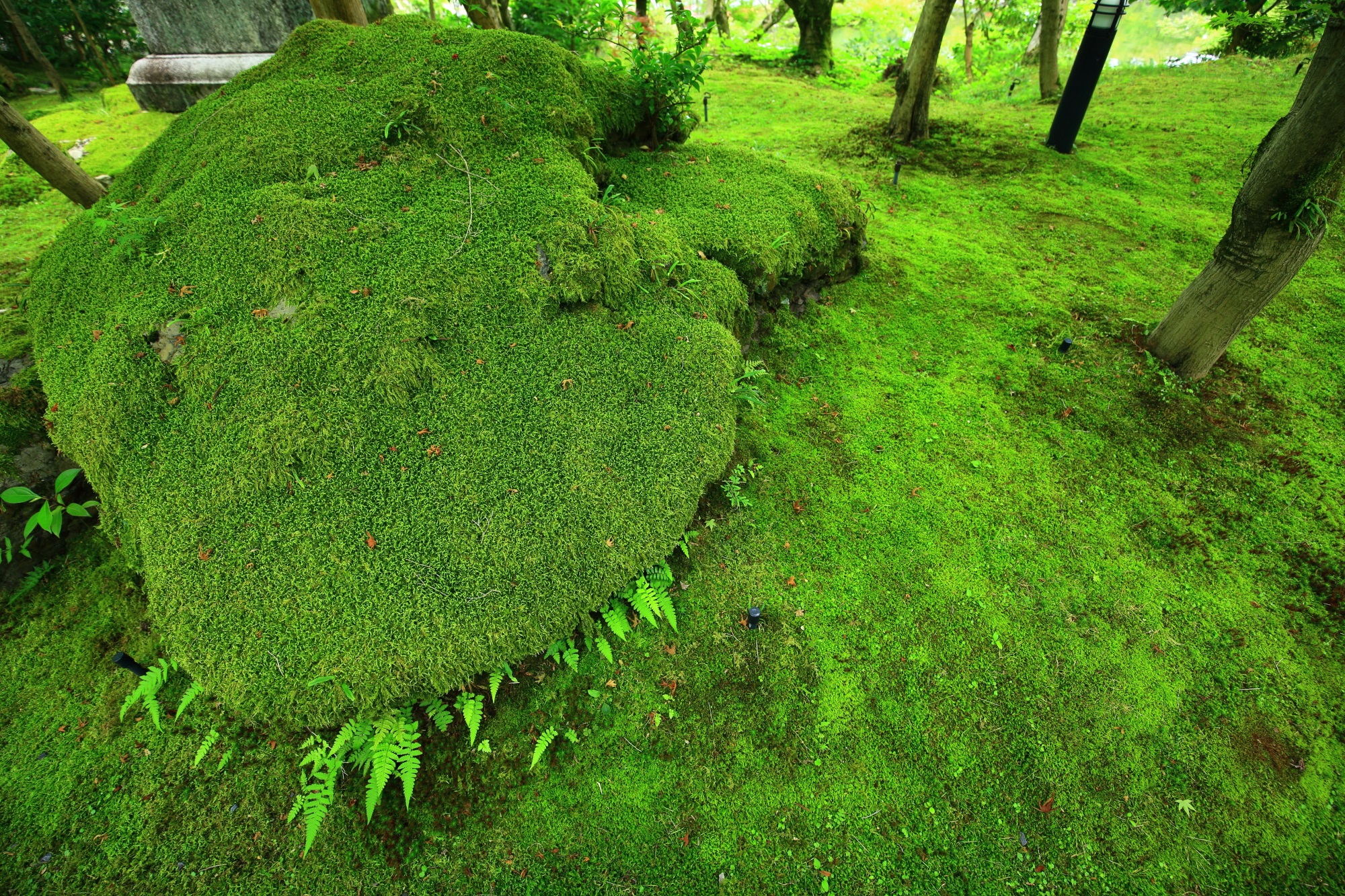 永観堂の岩についた緑の苔
