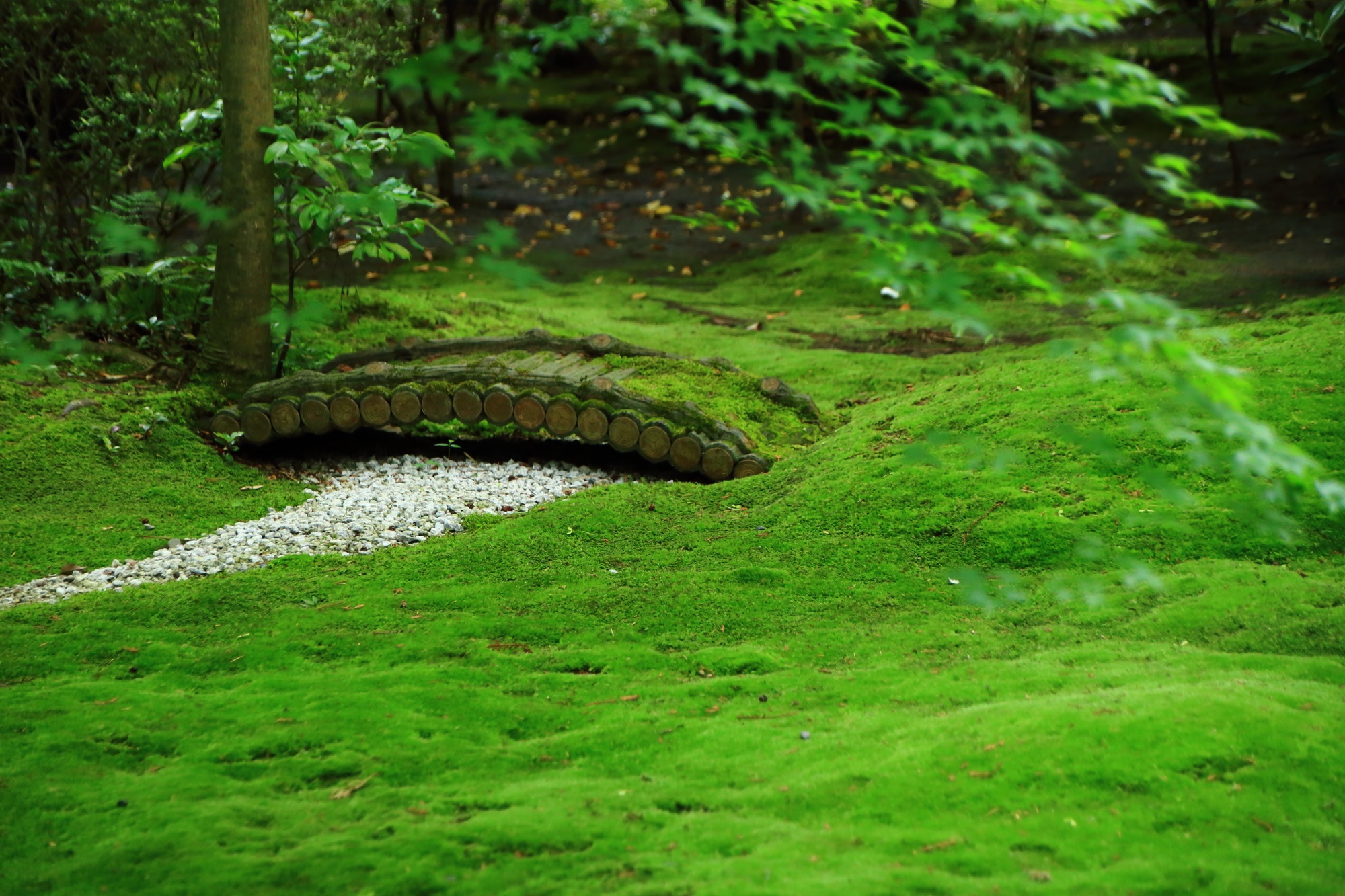 嵐山の野宮神社（ののみやじんじゃ）の苔庭