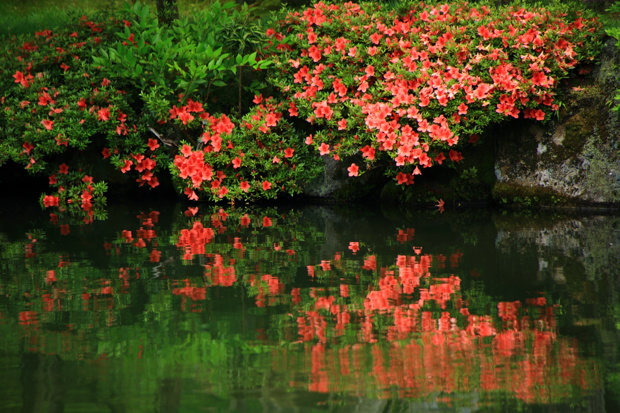 永観堂の放生池の華やかなサツキ