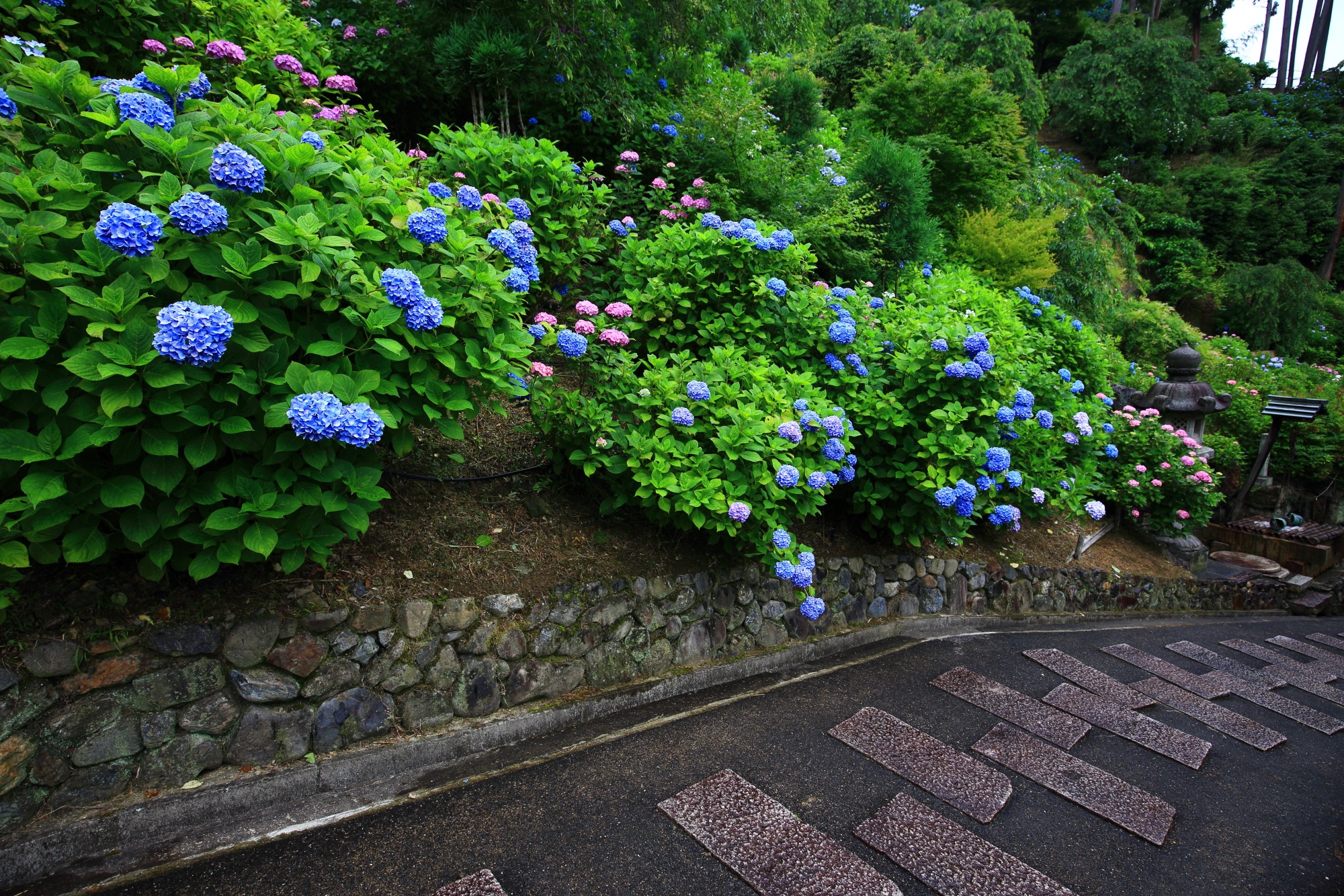 初夏の善峯寺を彩るブルーやピンクの紫陽花