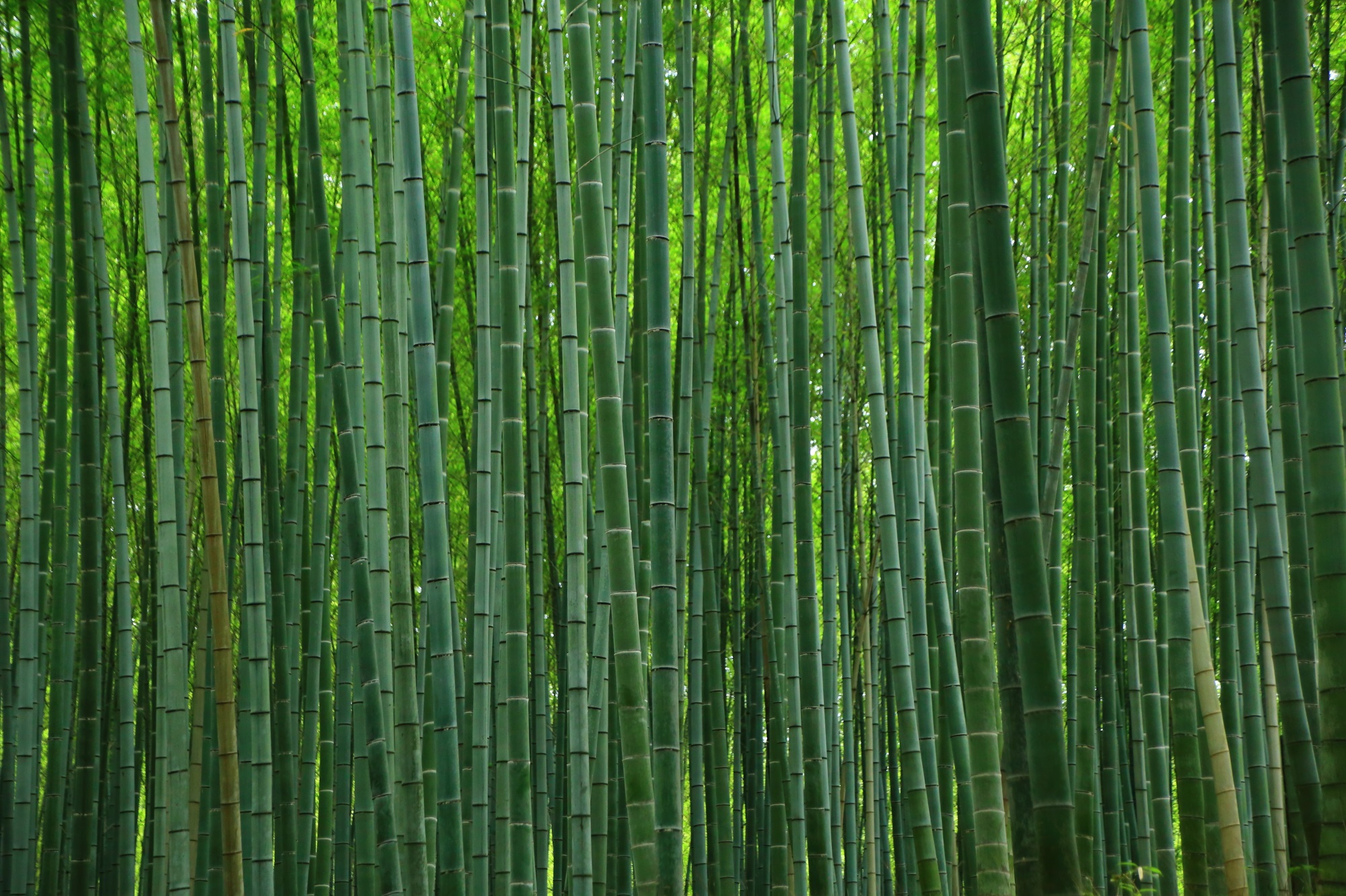 嵯峨嵐山の真っ直ぐな無数の竹