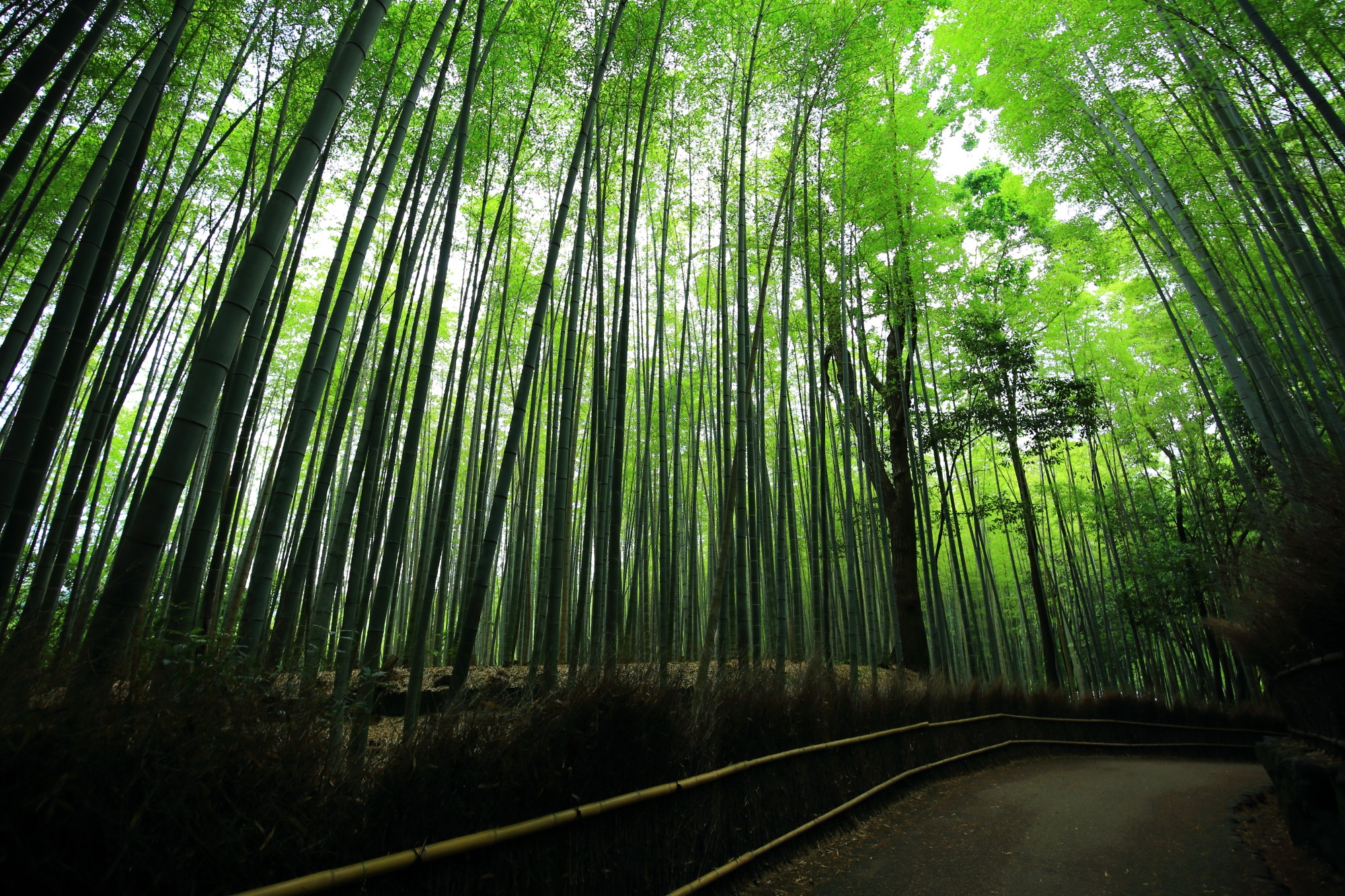 竹林の道 高画質 写真 嵐山