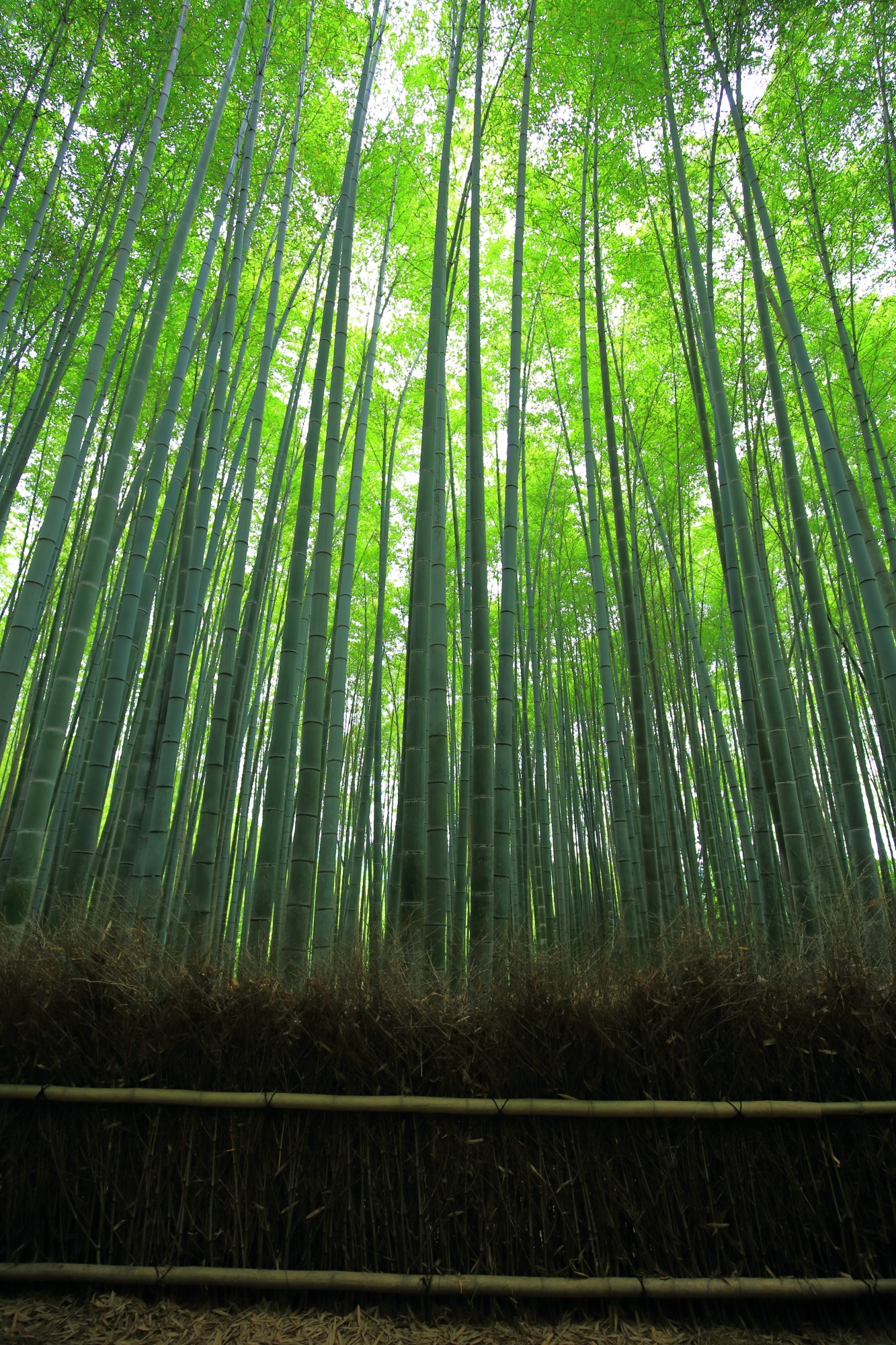 真っ直ぐに天に伸びる嵯峨嵐山の竹林