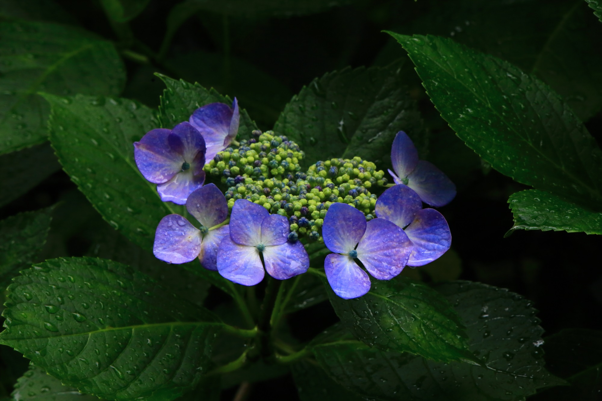 善峯寺の雨が演出する鮮やかな額紫陽花