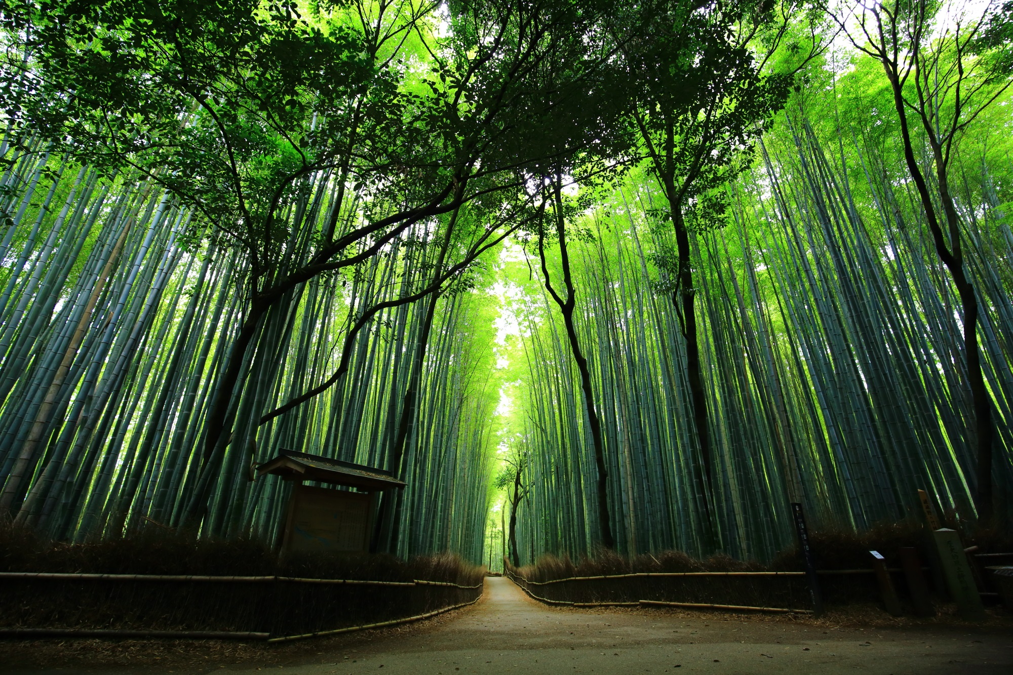嵯峨嵐山の人気の観光名所の竹の道