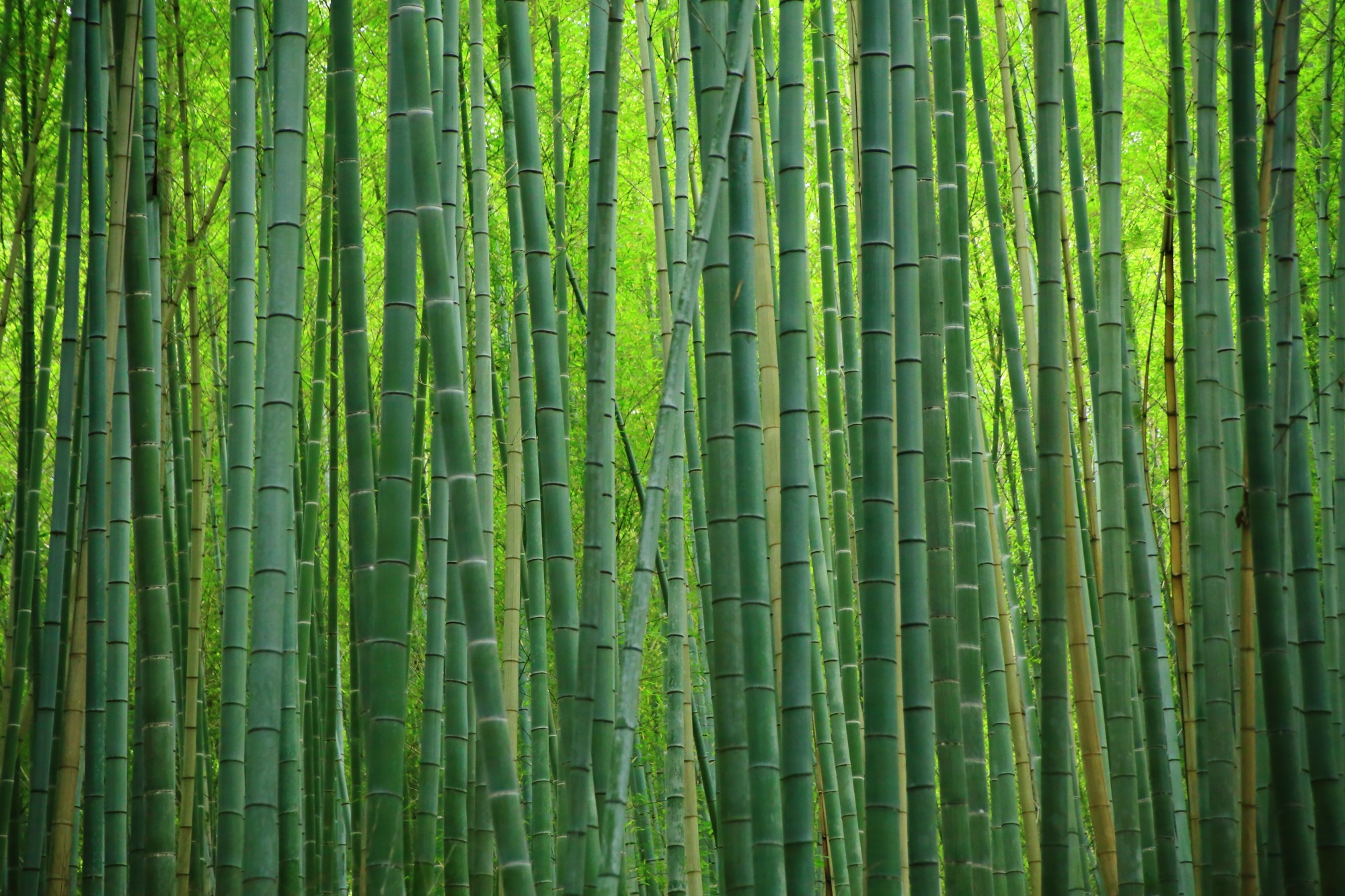 嵯峨野の綺麗な無数の竹