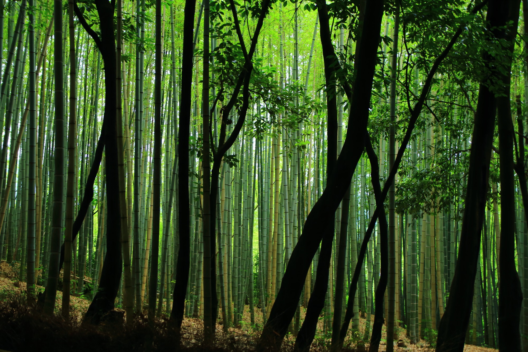 斜めの木の影と真っ直ぐに天に伸びた竹