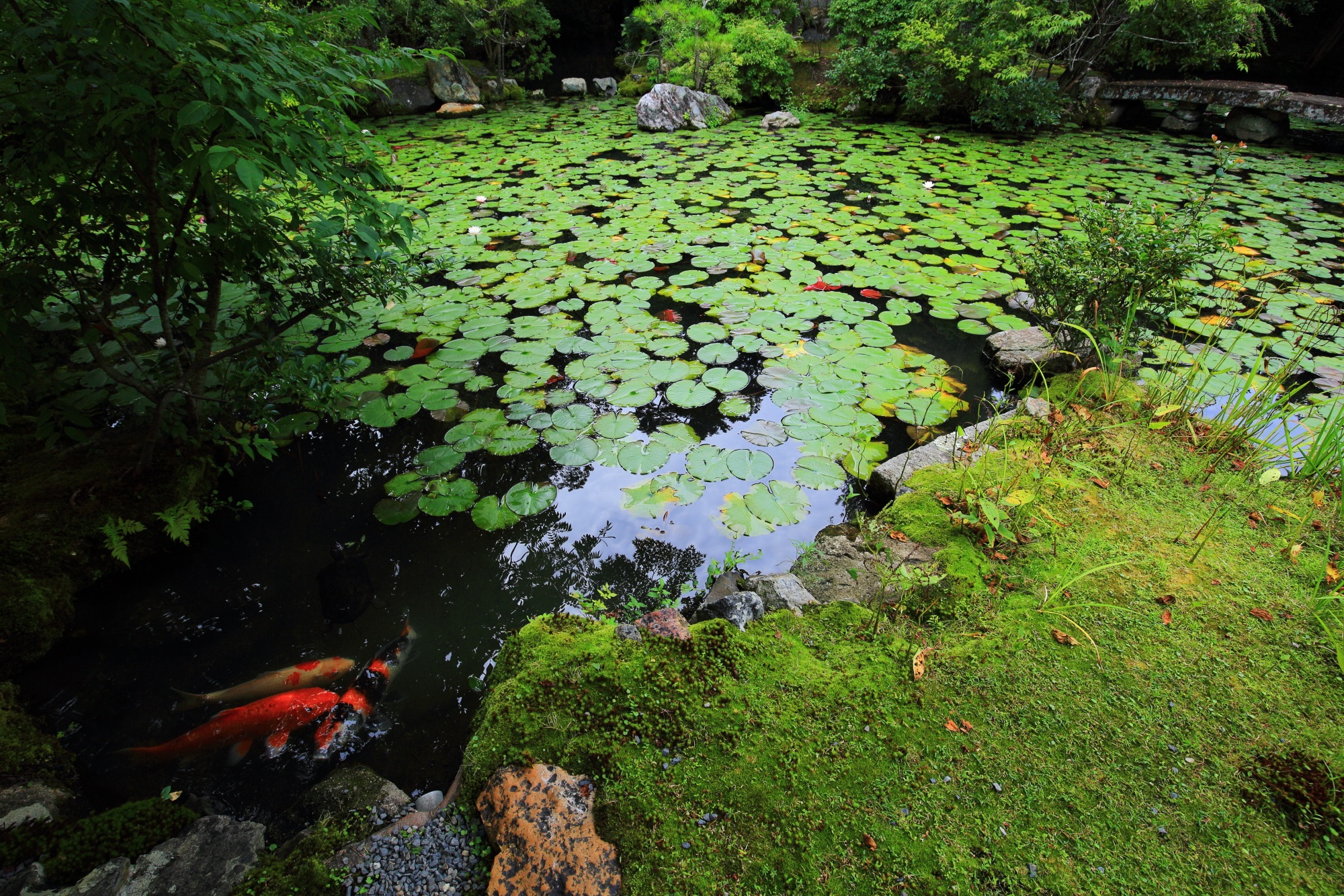 金地院の睡蓮と鯉の池泉式庭園