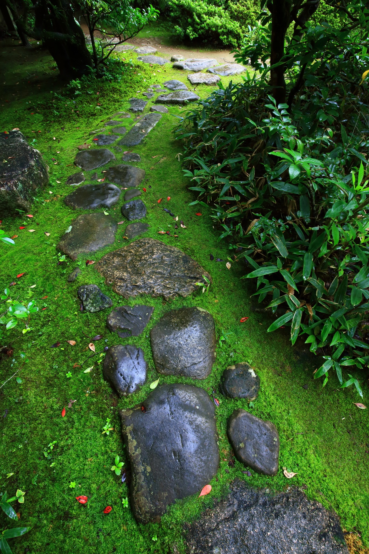 高桐院の風情ある飛石と苔の長い参道