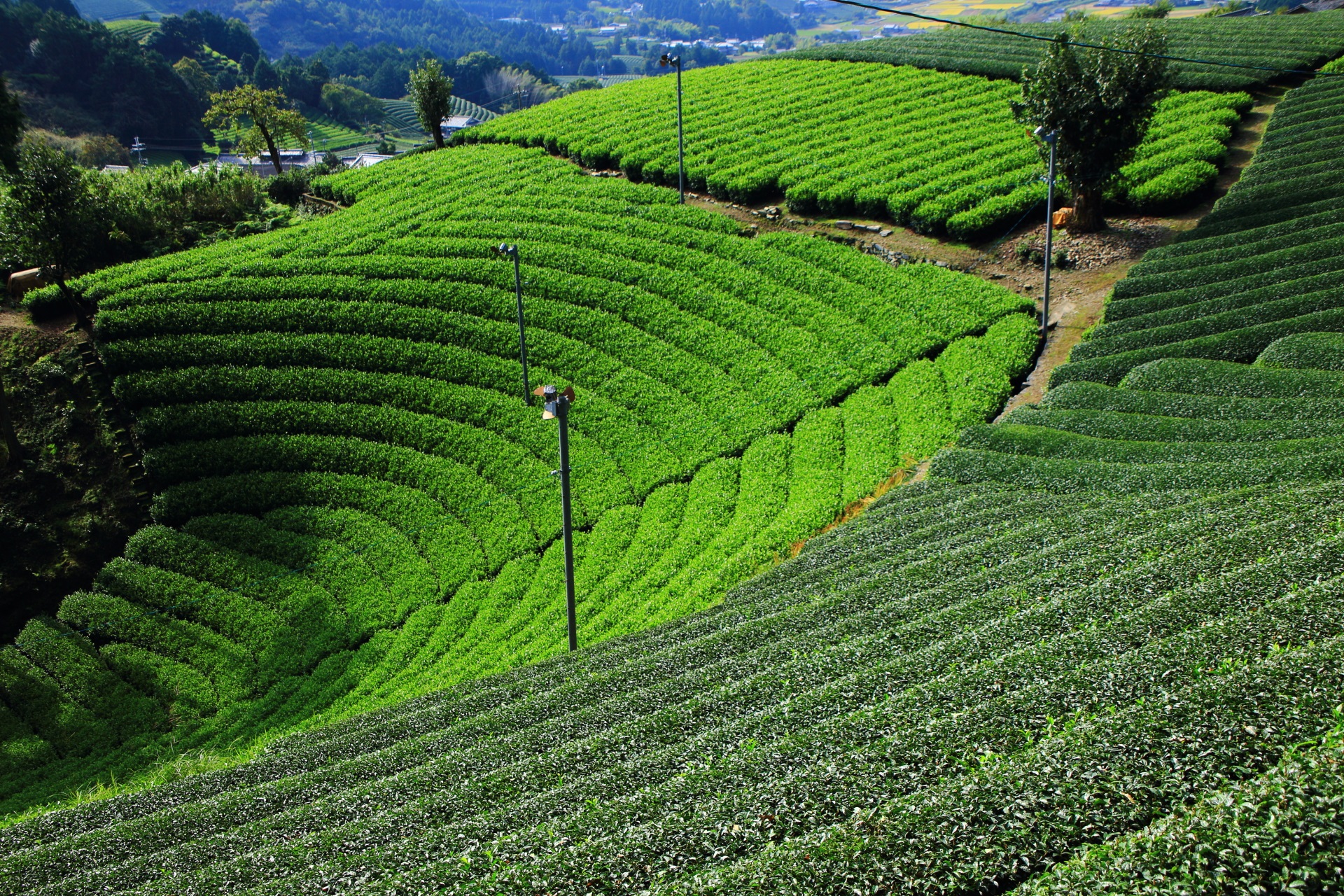 淡い緑の部分と濃い緑の部分がある円形の茶畑