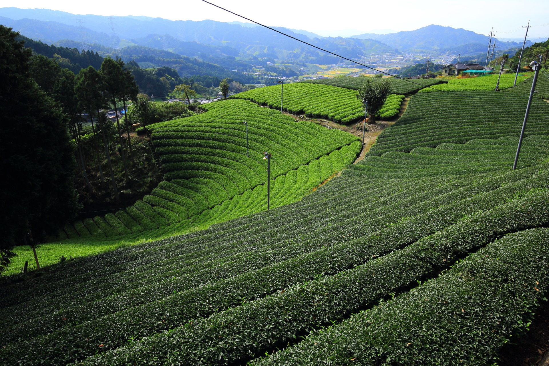 高画質 写真 円形の茶畑 和束町