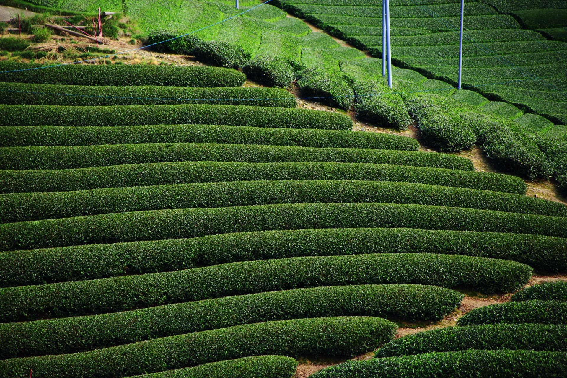深い緑色の何層にも重なるお茶畑