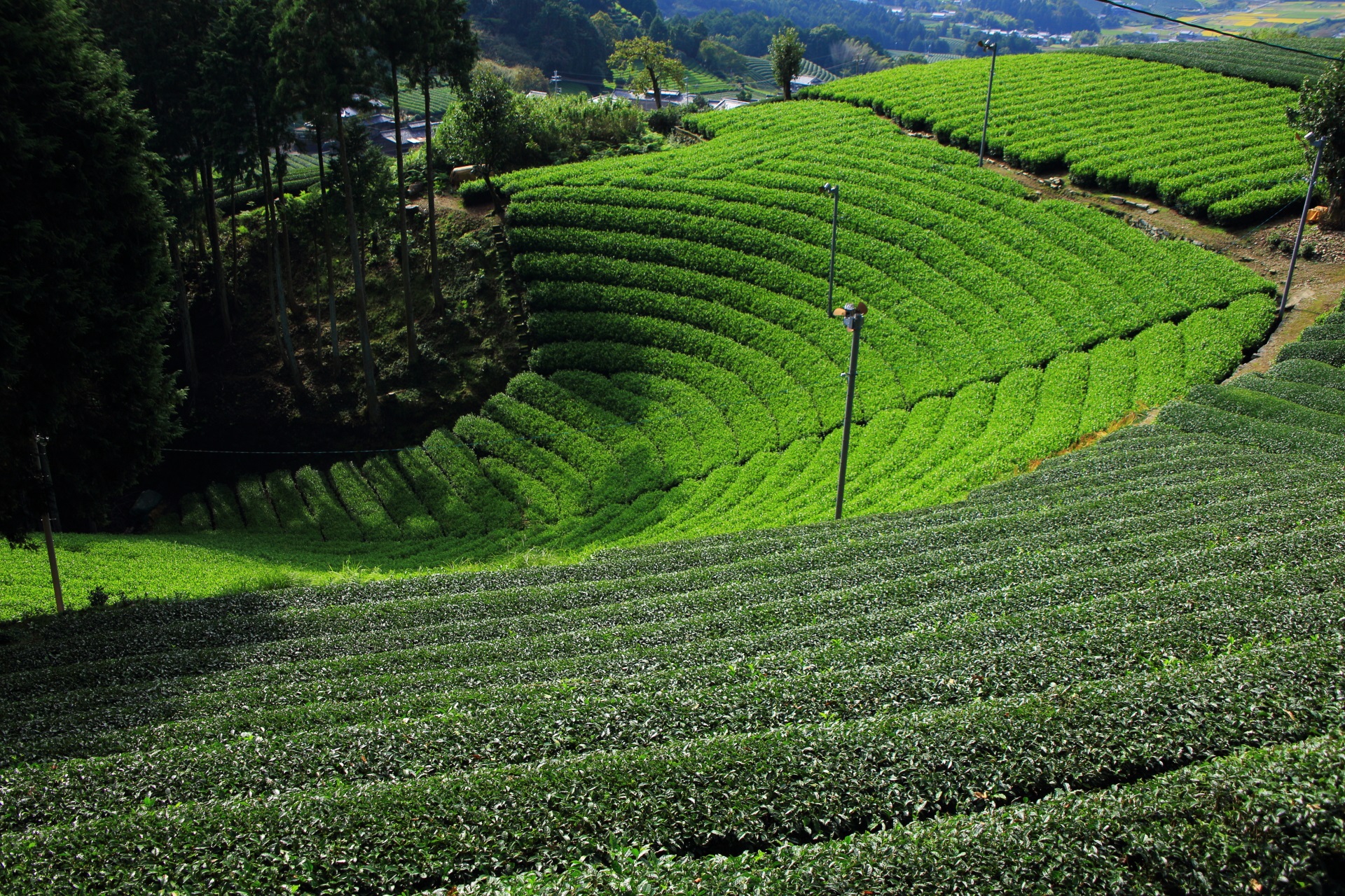 和束町原山地区の素晴らしい円形のお茶畑や景色