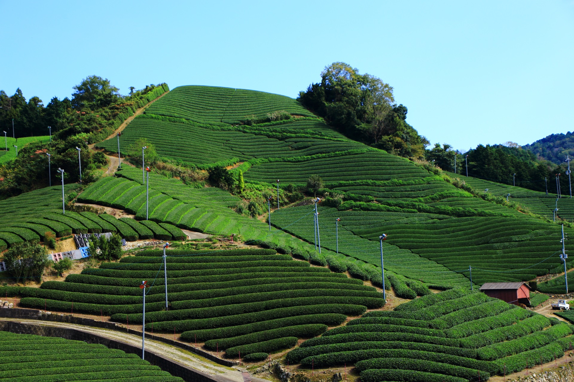 一面に広がる石寺地区の有名な山のお茶畑