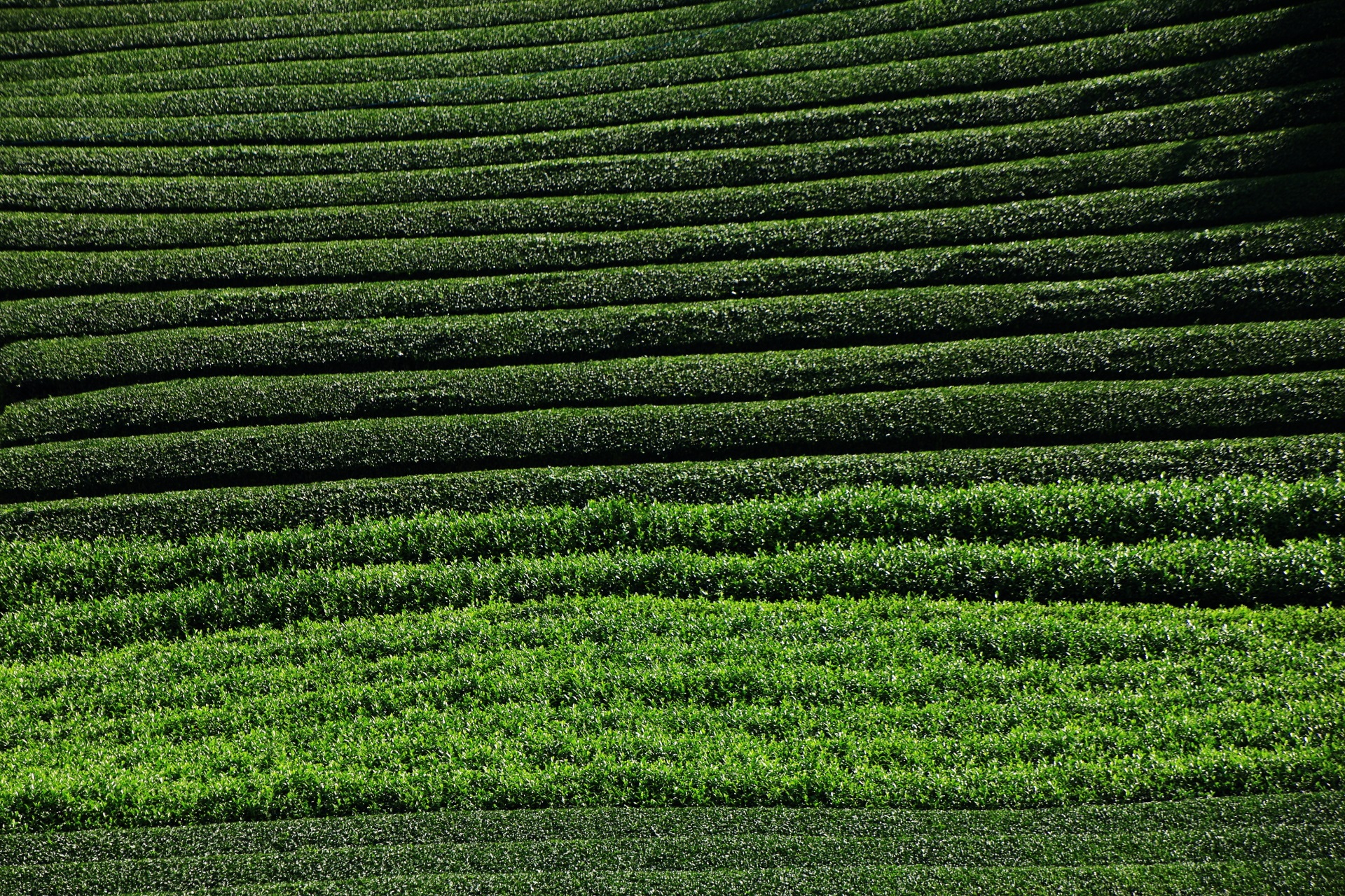 何重にも重なる緑のお茶畑ロール