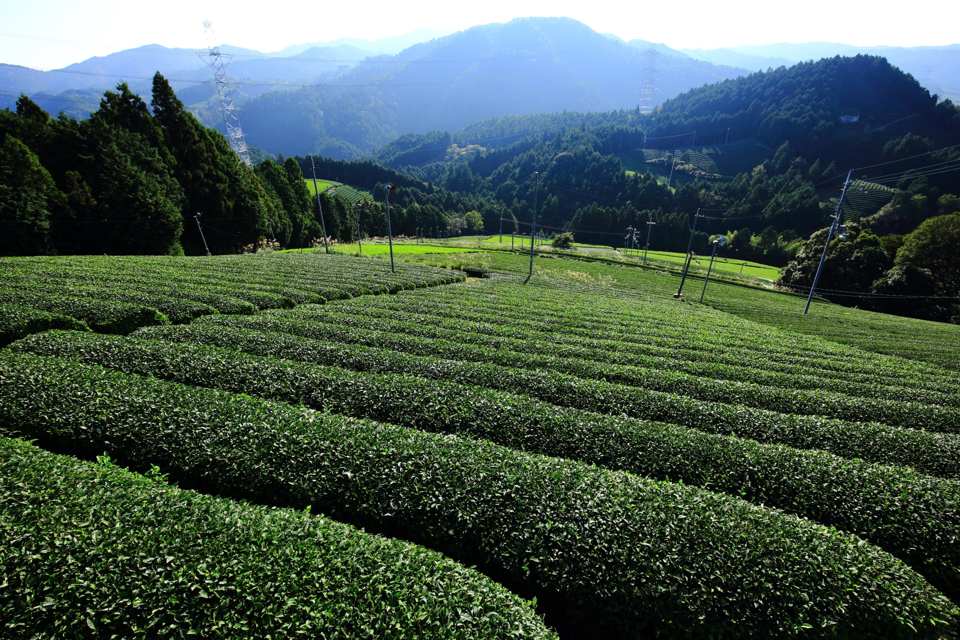 山の中腹から眺めた広がる緑のお茶畑