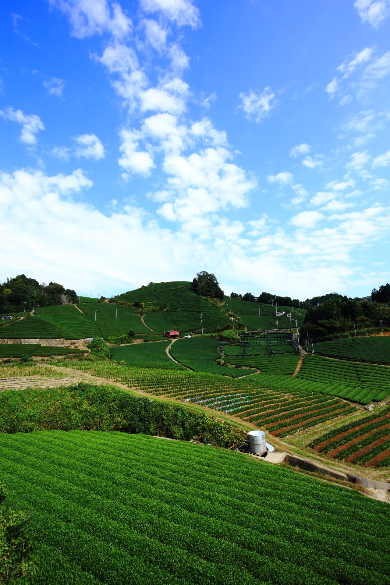和束町の素晴らしいお茶畑の絶景と温かな地元の人