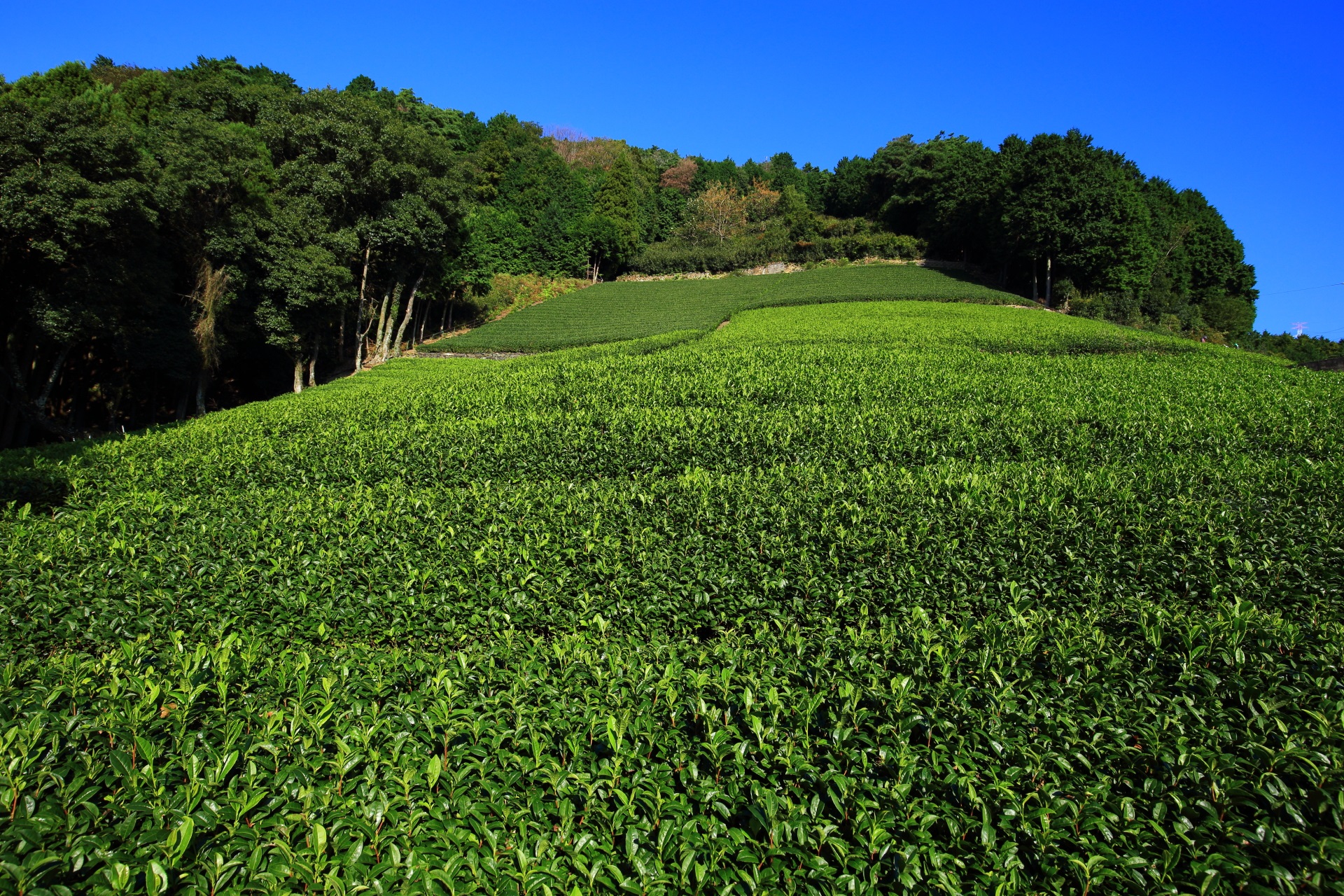 鷲峰山（じゅうぶさん）という山の斜面から麓にかけてある和束町の原山地区の茶畑