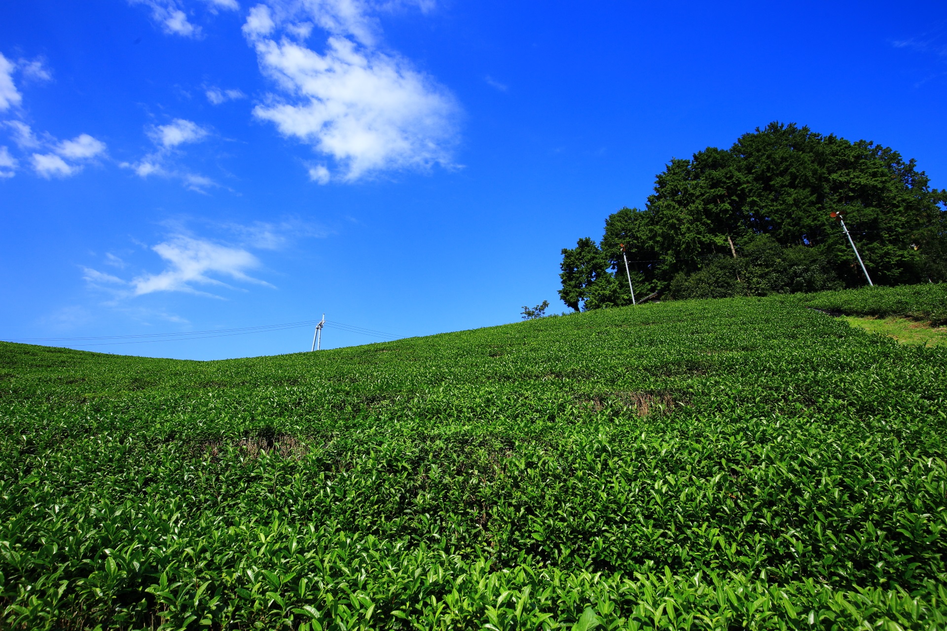 青空と緑のお茶畑の綺麗なコントラスト