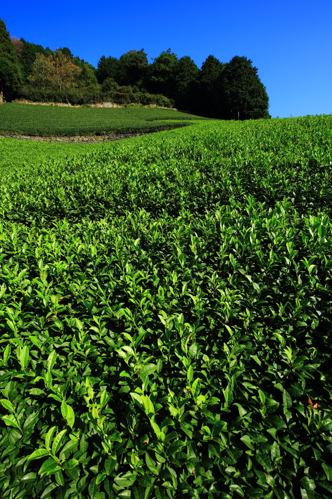 最高の青空の下で育つ元気いっぱいの緑のお茶の葉