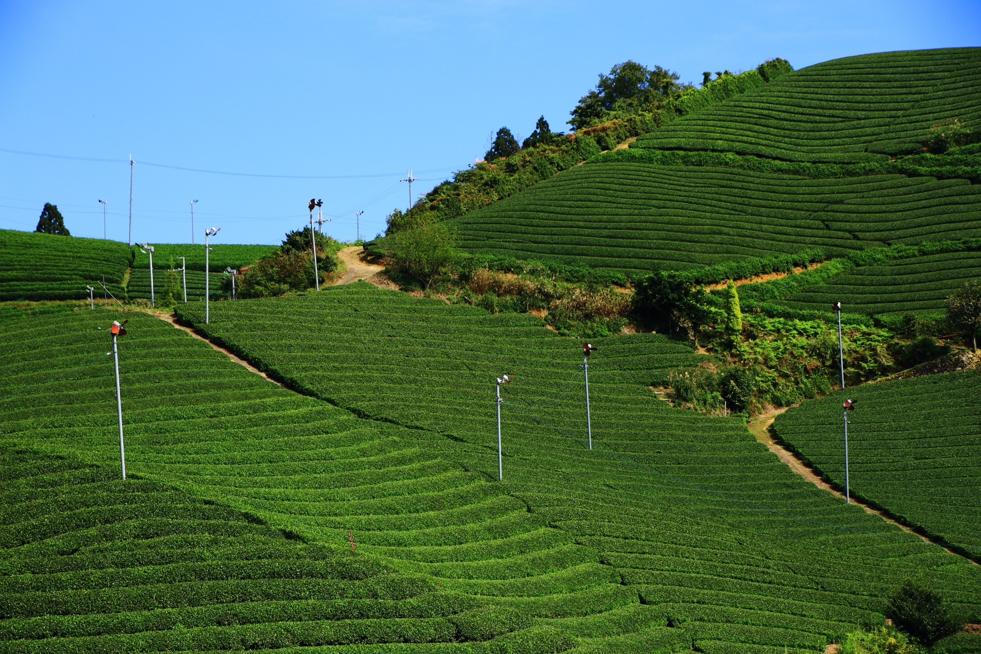 青空に映える鮮やかで深みのある緑色のお茶畑