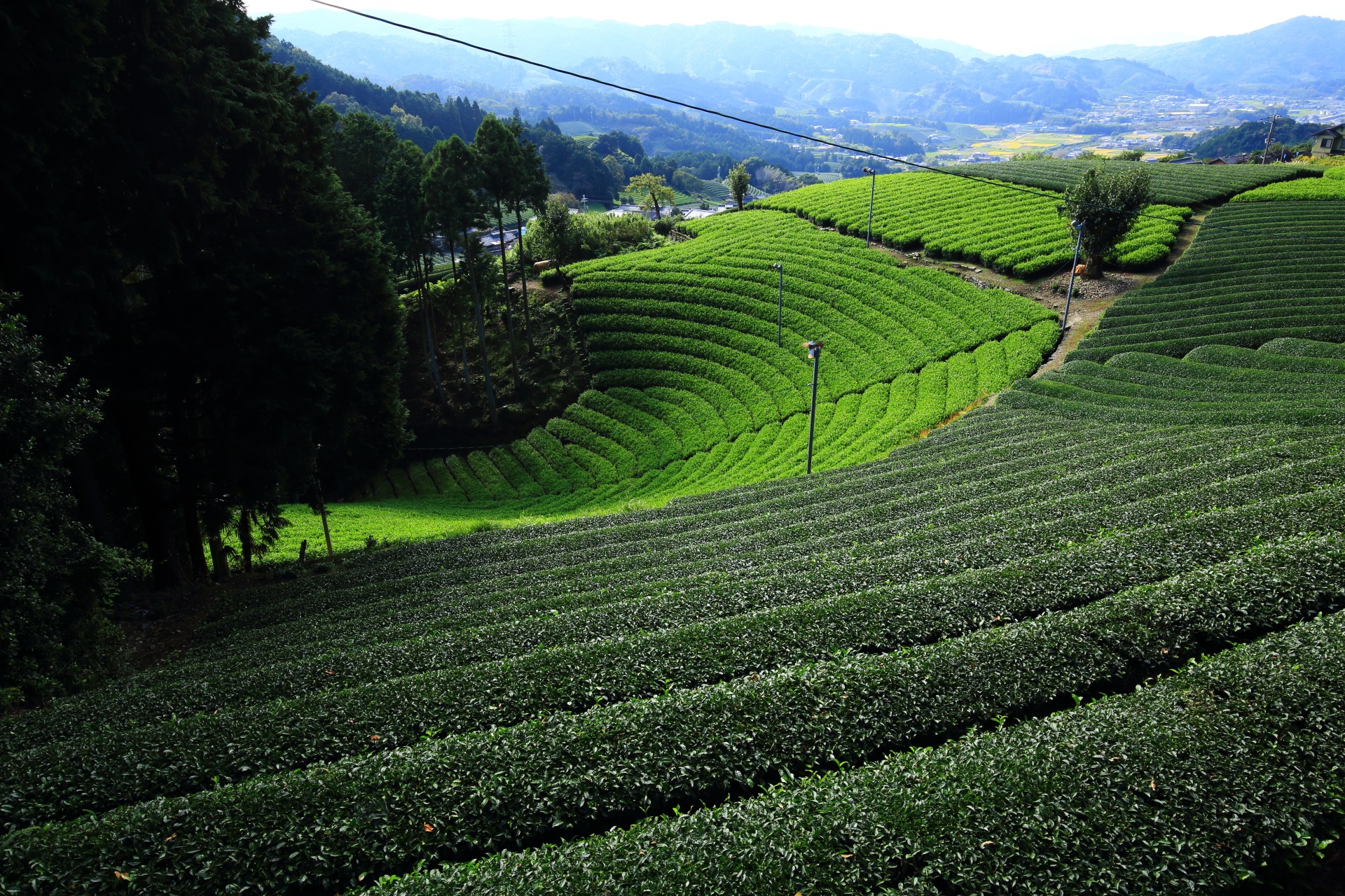 山に向かって右側にある非常に見つけにくい原山地区の円形のお茶畑