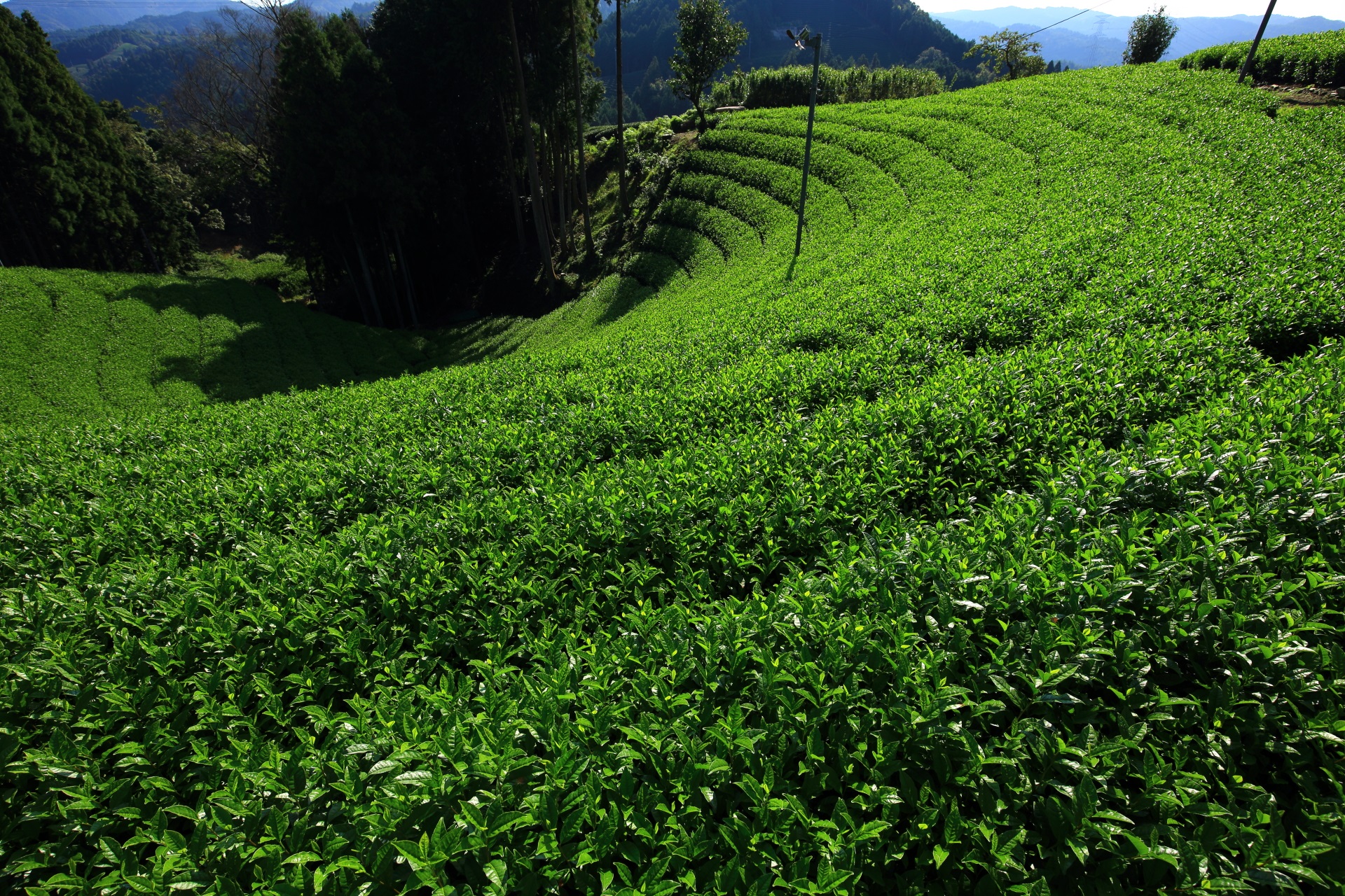 内側は淡い緑のお茶畑で構成される円形の茶畑
