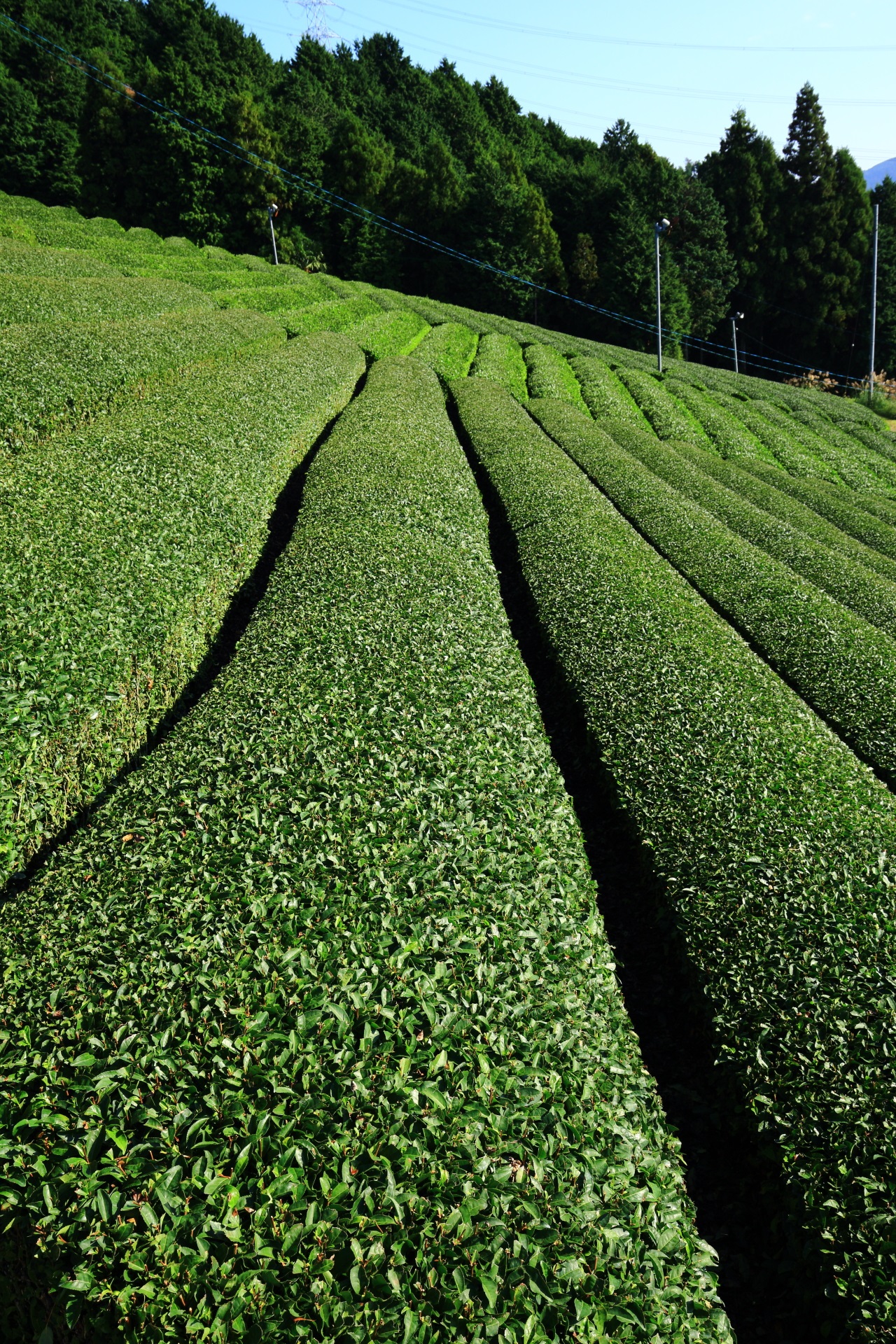 秋は深い緑色をしている原山地区のお茶畑