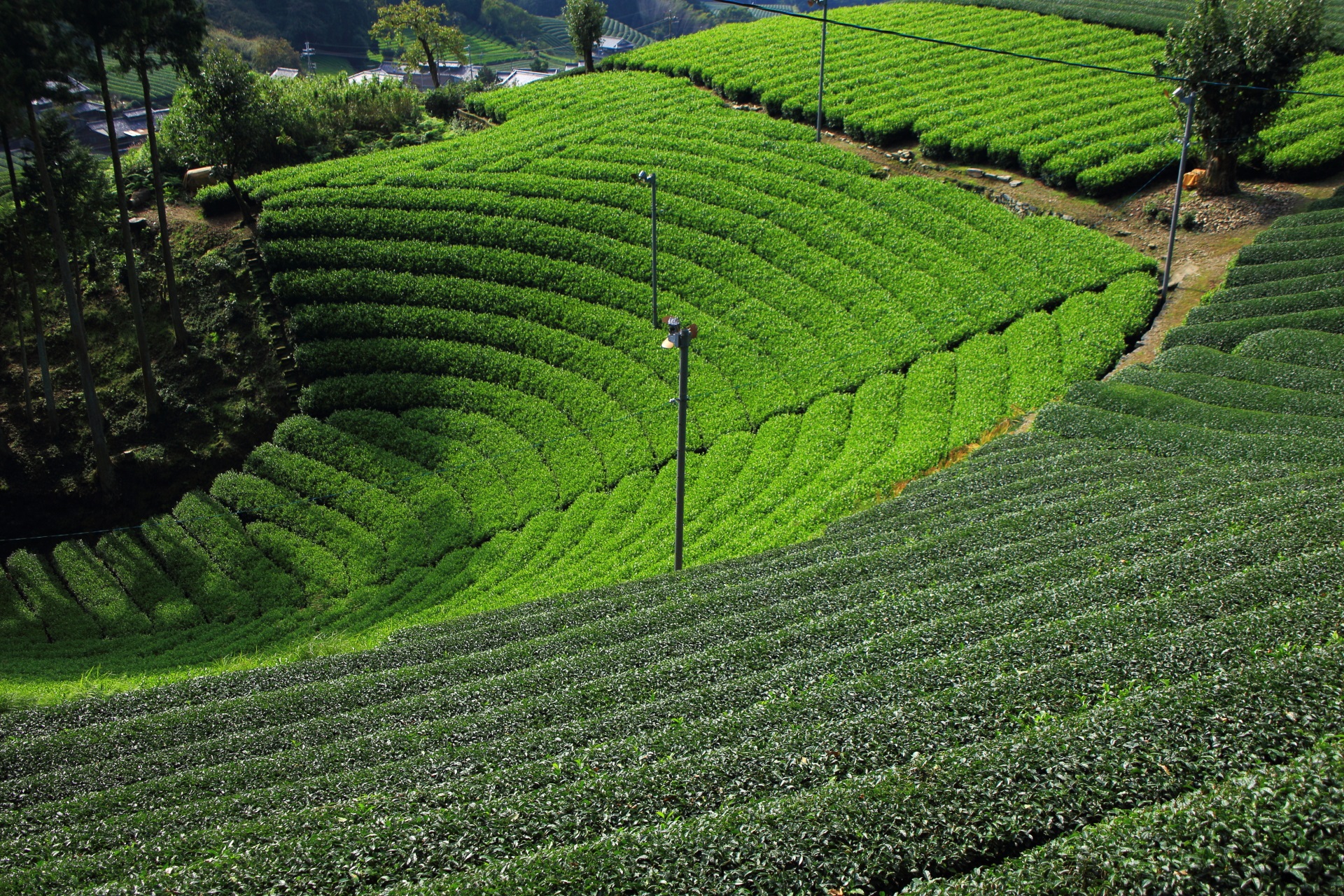 円形の茶畑　和束町原山地区の丸い芸術的なお茶畑