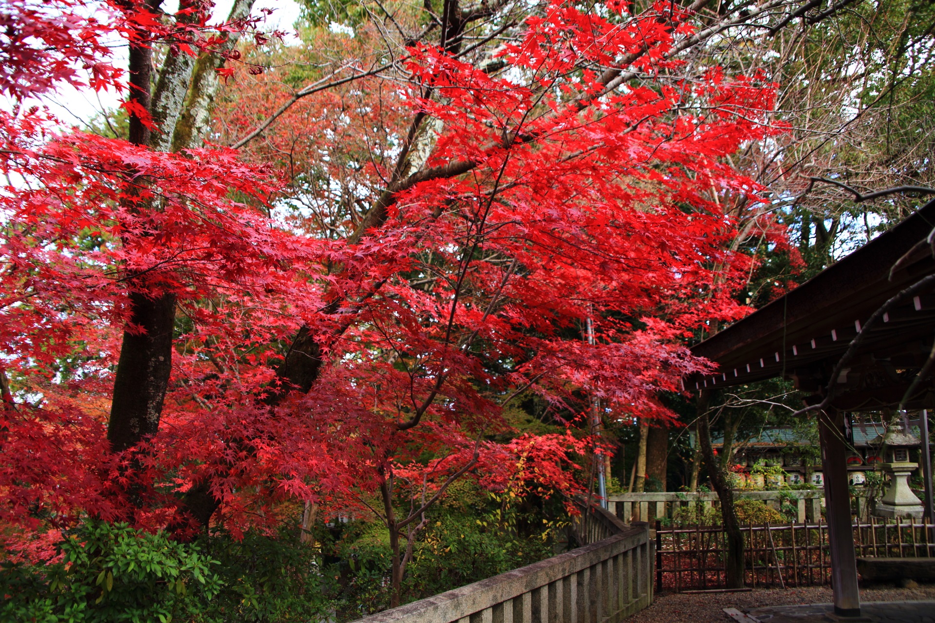 手水舎を彩る鮮烈な色合いの紅葉