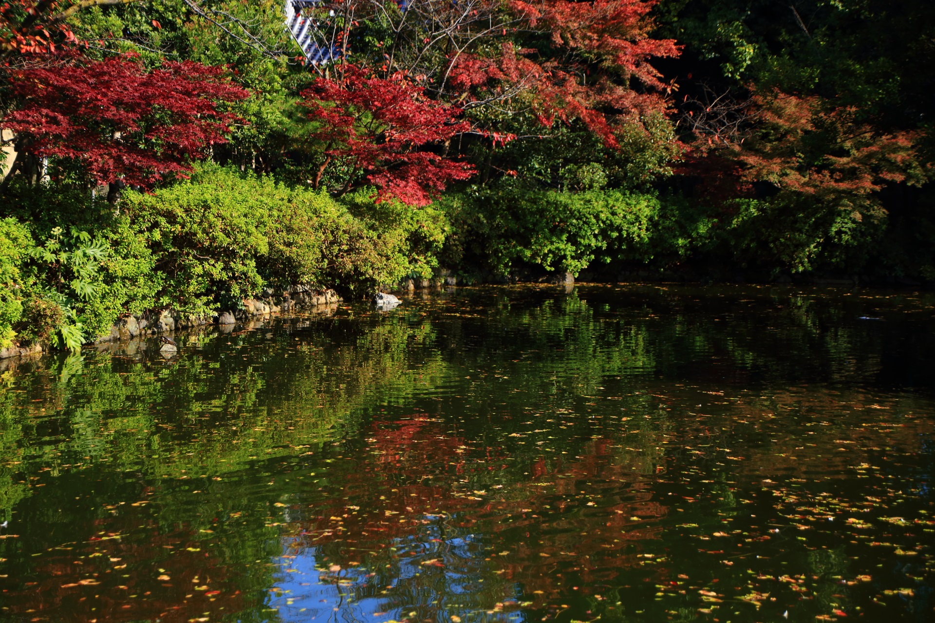神泉苑の北側の池と紅葉