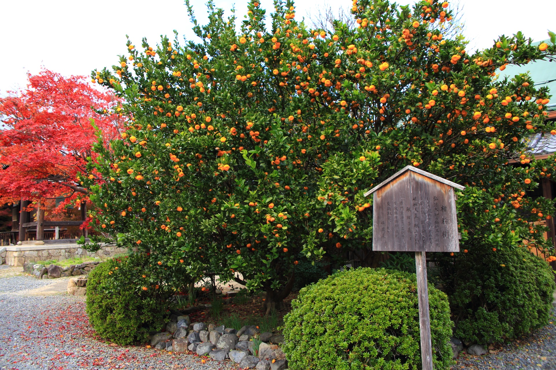 乙訓寺のオレンジ色の実がなる柑橘樹