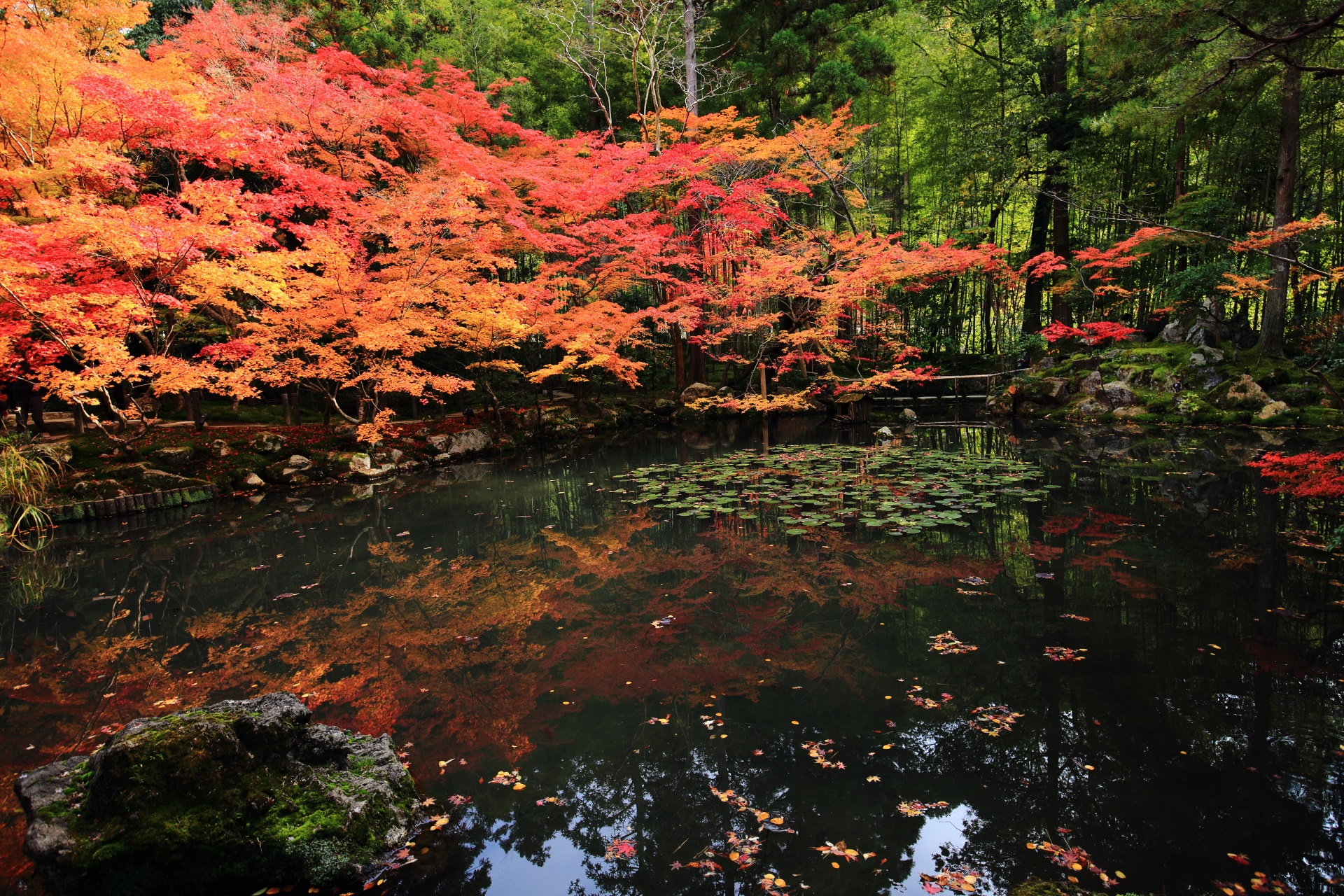 天授庵の池泉回遊式庭園の紅葉と奥の竹林