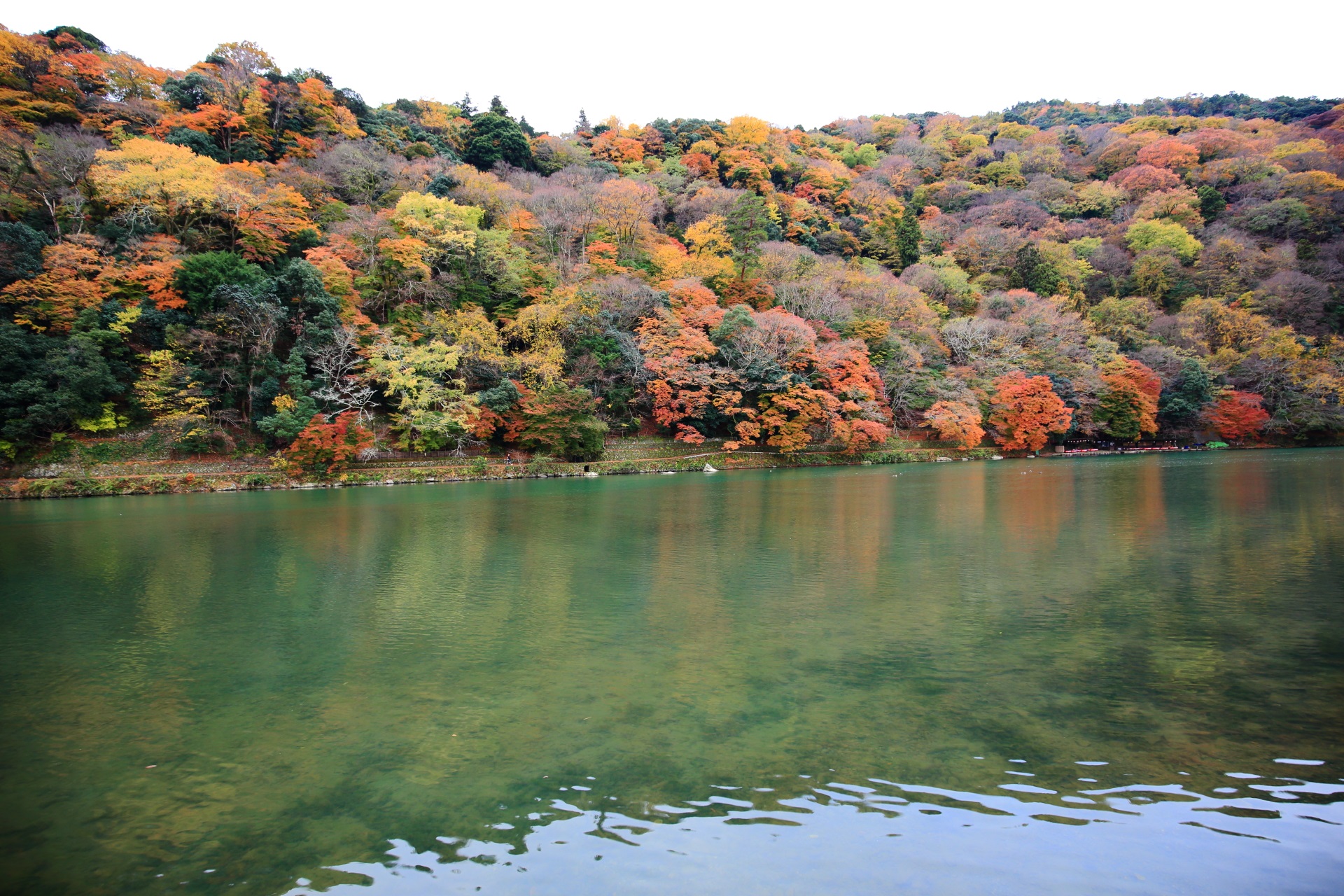 colored leaves Arashiyama in Kyoto,Japan